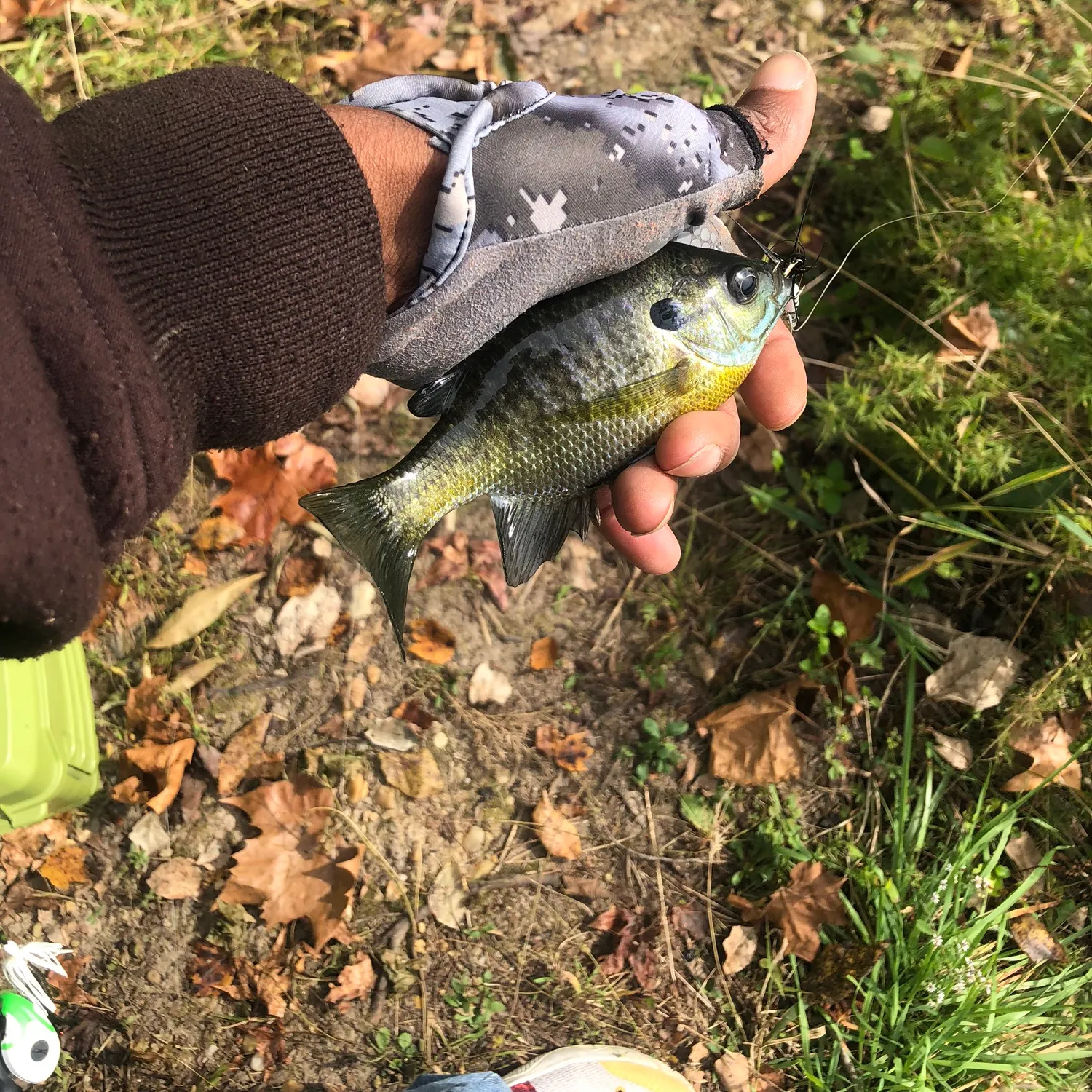 Bluegill caught on Fishbrain