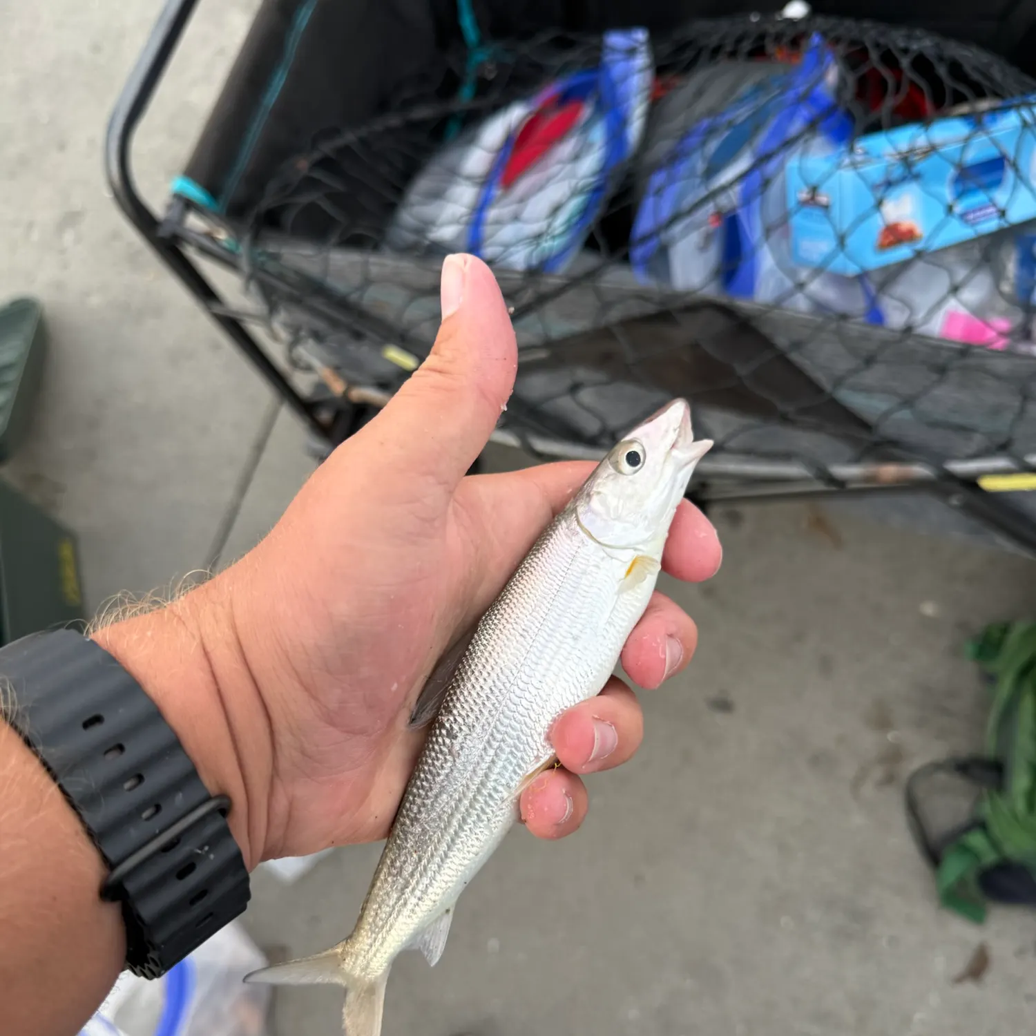 catch