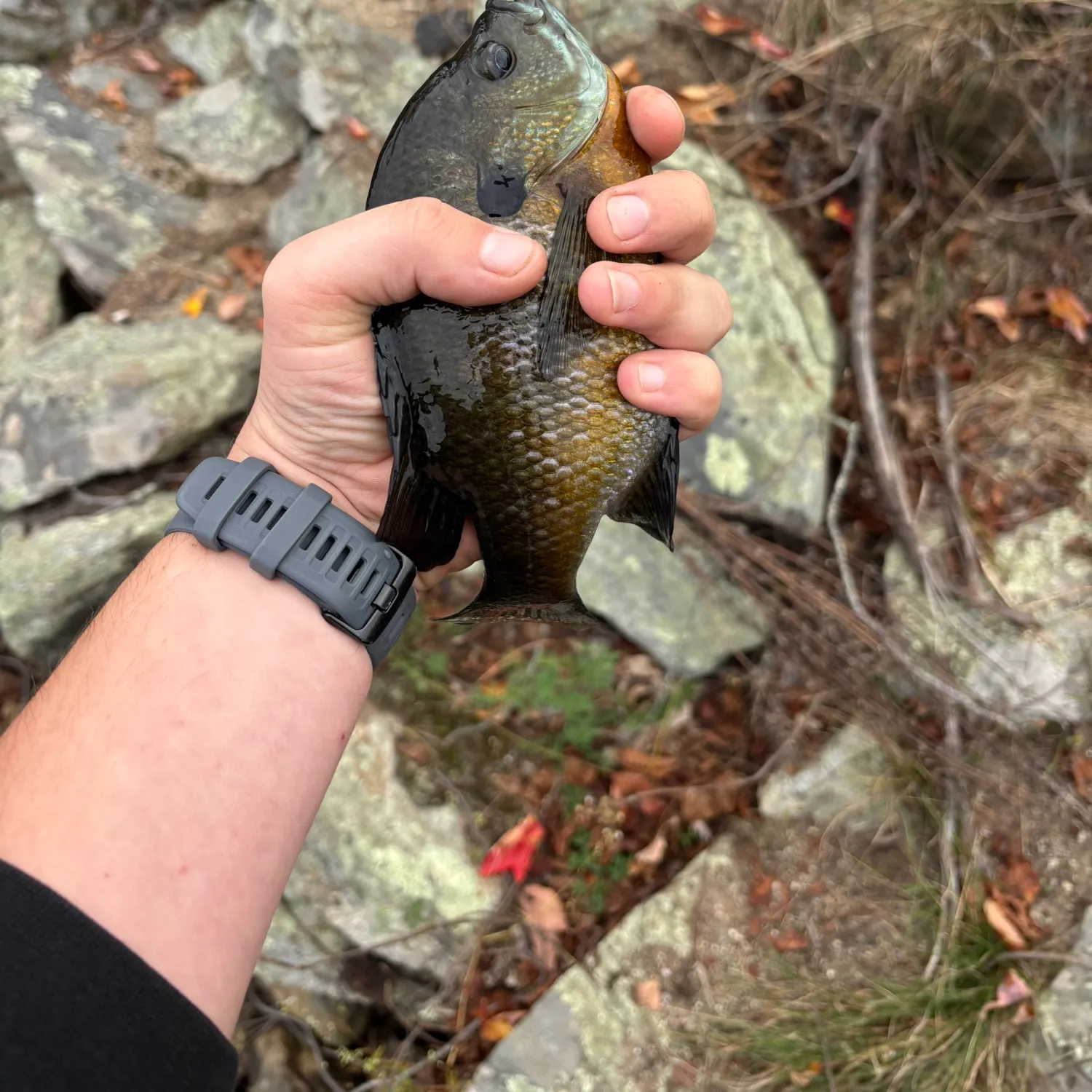 Bluegill caught on Fishbrain
