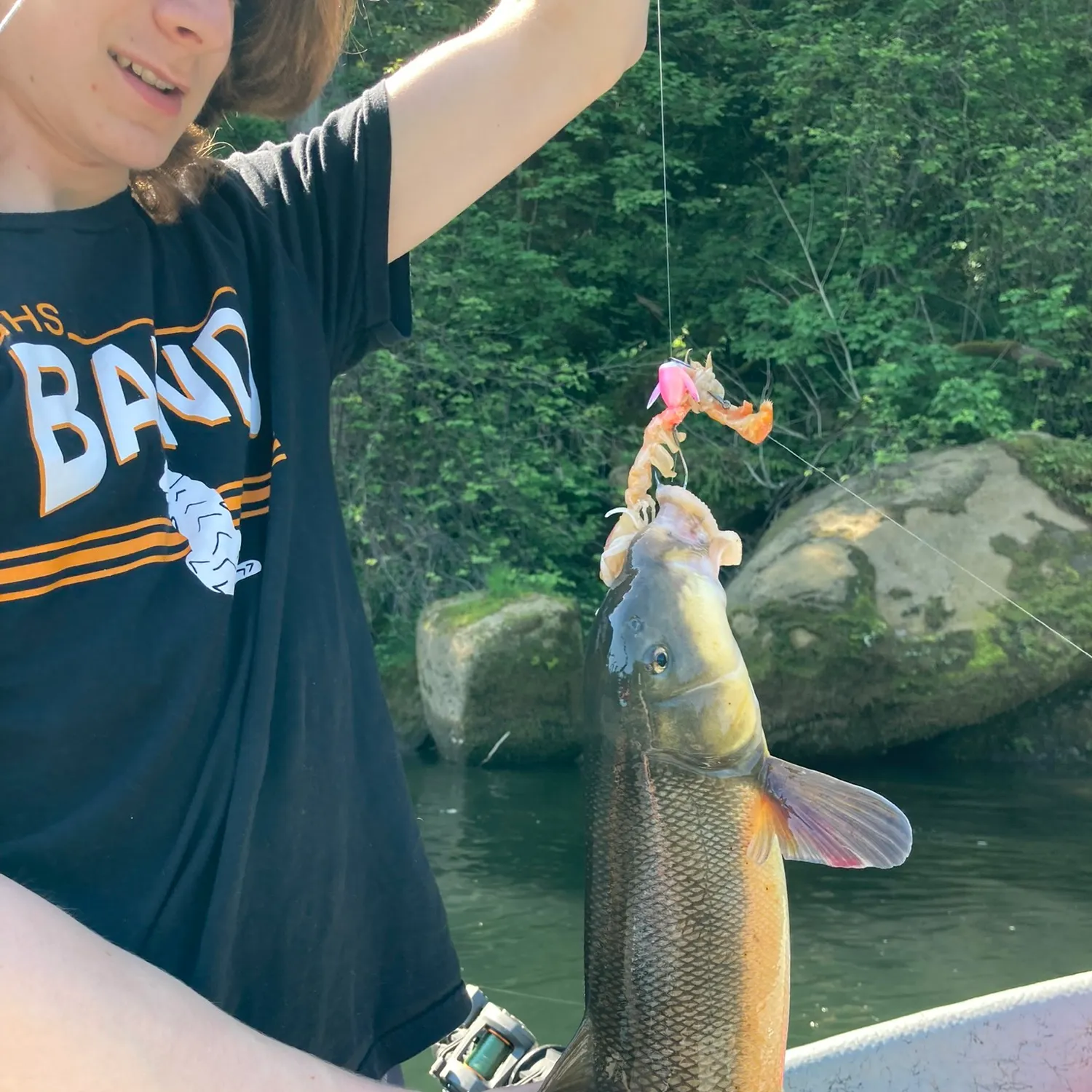 The most recent Largescale sucker catches on Fishbrain
