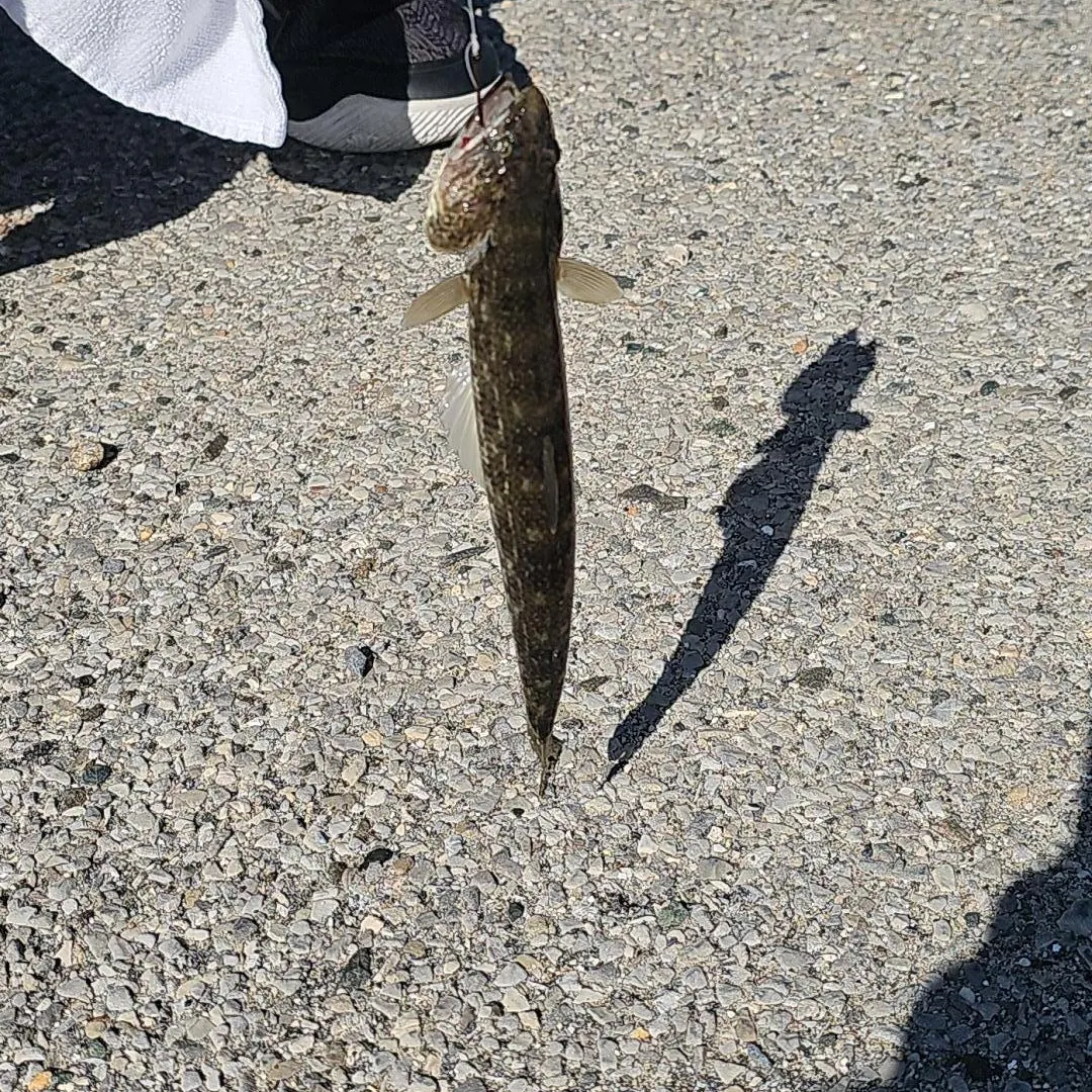 The most recent Lumptail searobin catches on Fishbrain