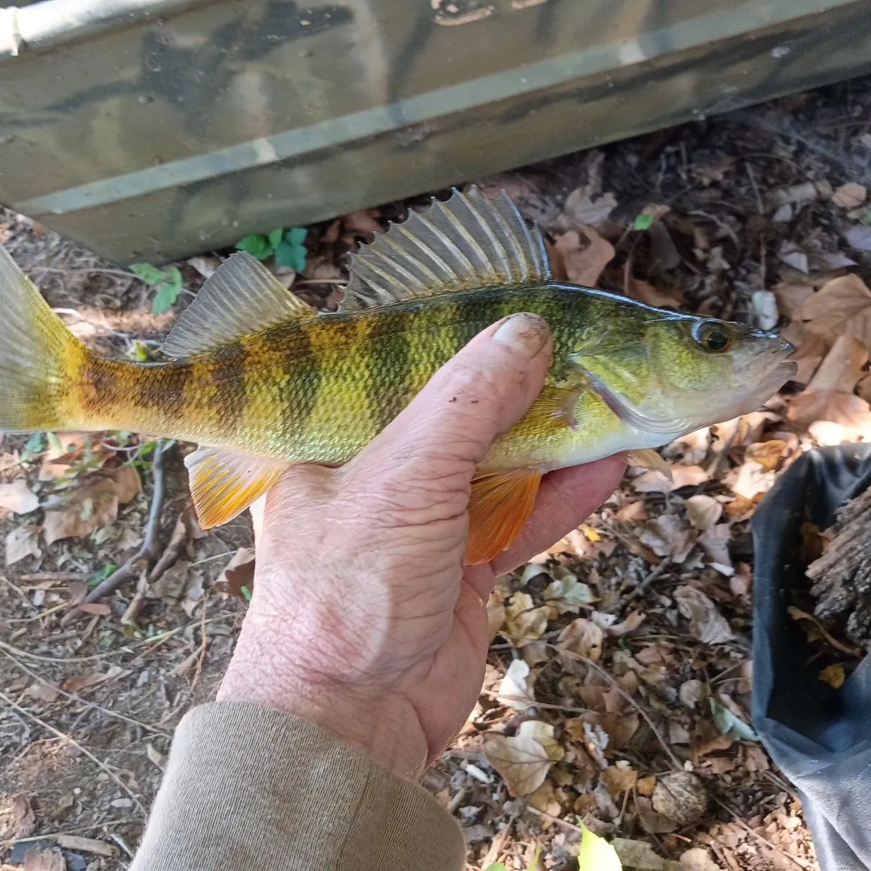 Yellow perch caught on Fishbrain