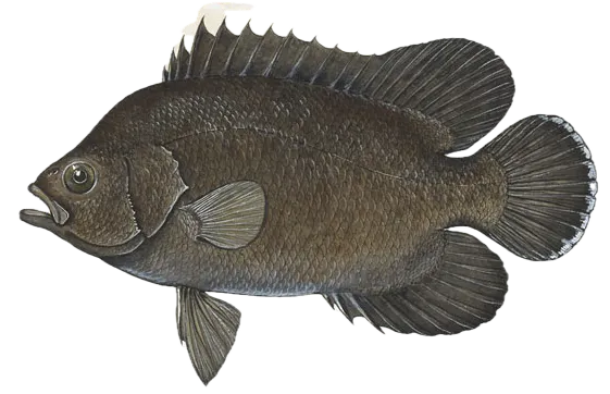 Pacific tripletail