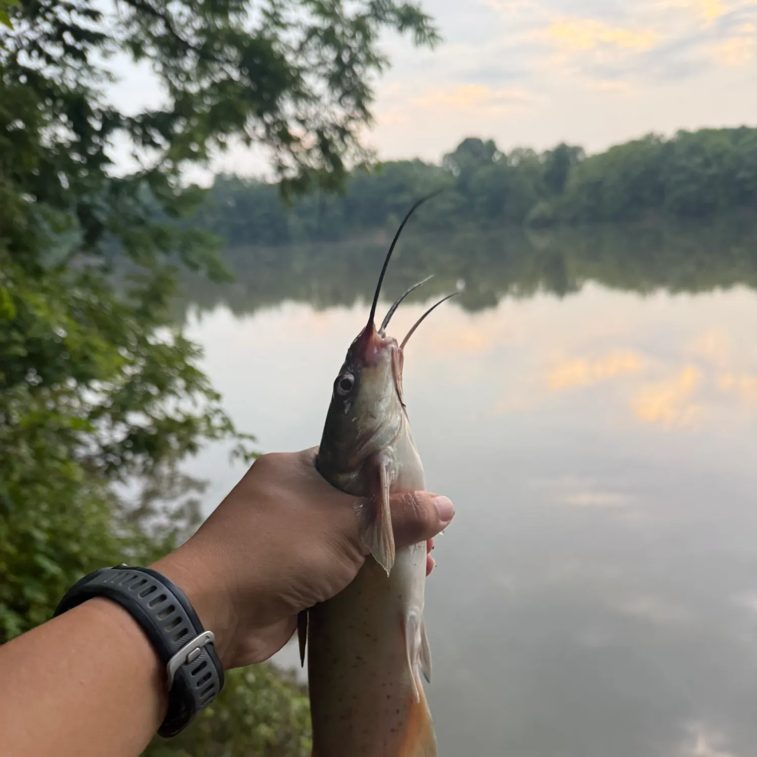 Channel catfish caught on Fishbrain