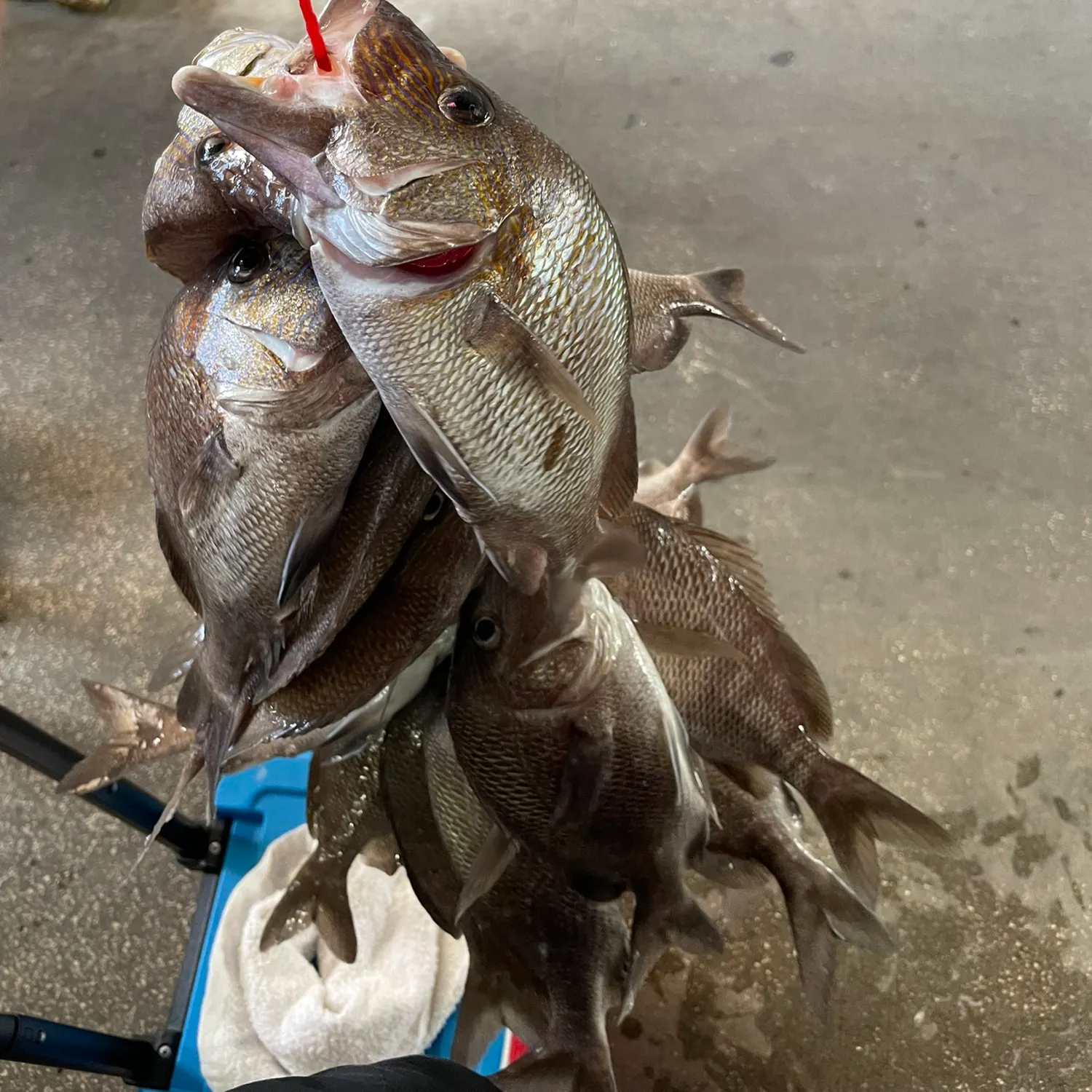The most recent Mahogany snapper catches on Fishbrain