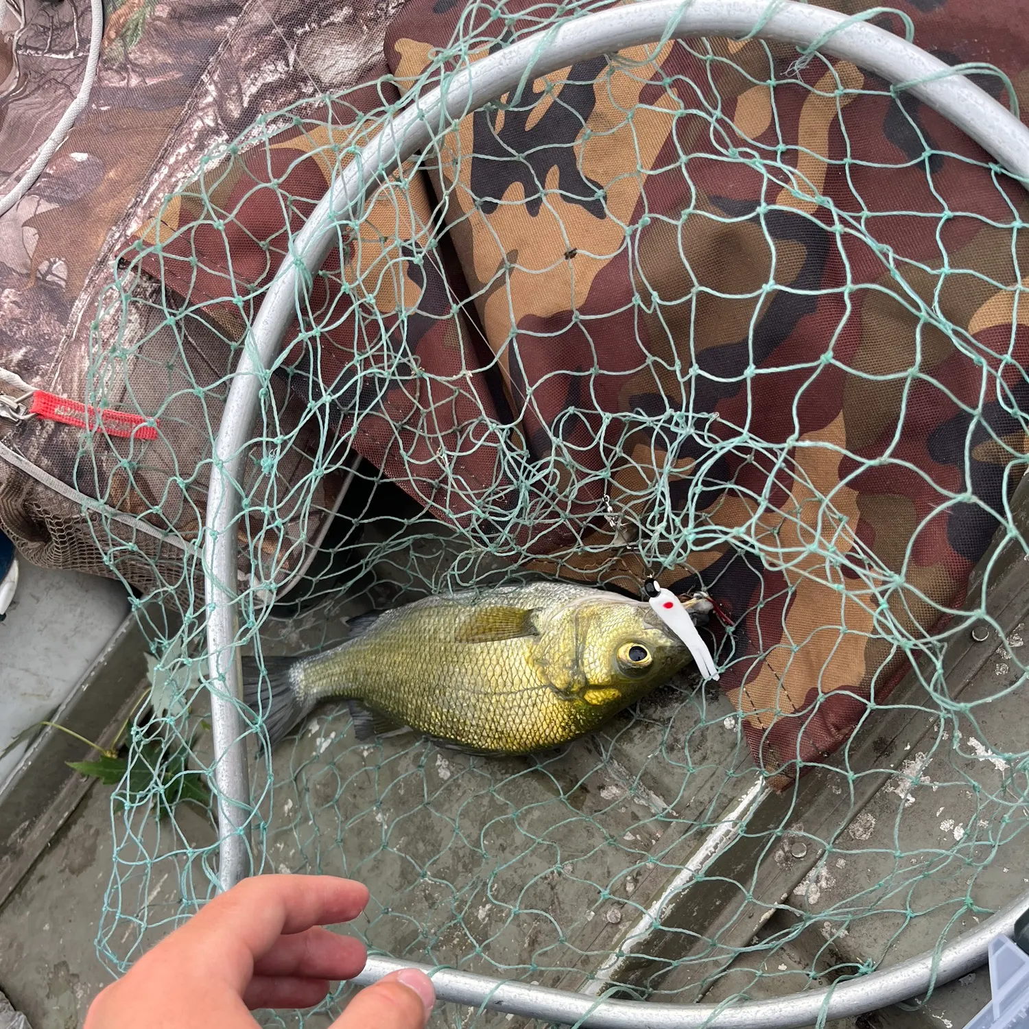 White perch caught on Fishbrain