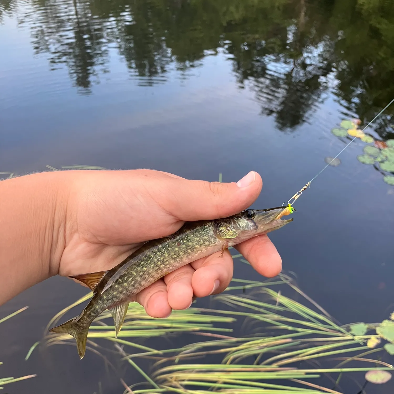 Chain pickerel caught on Fishbrain