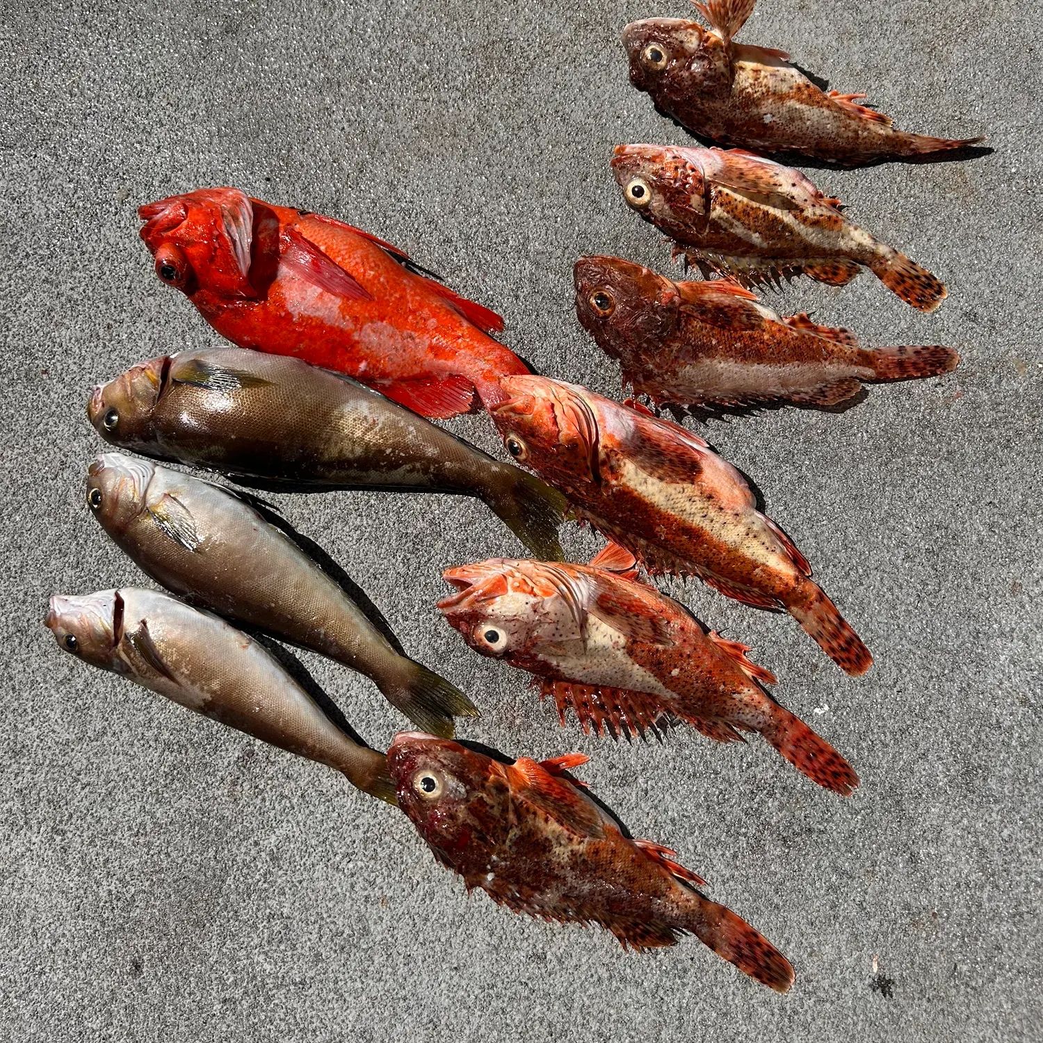 recently logged catches