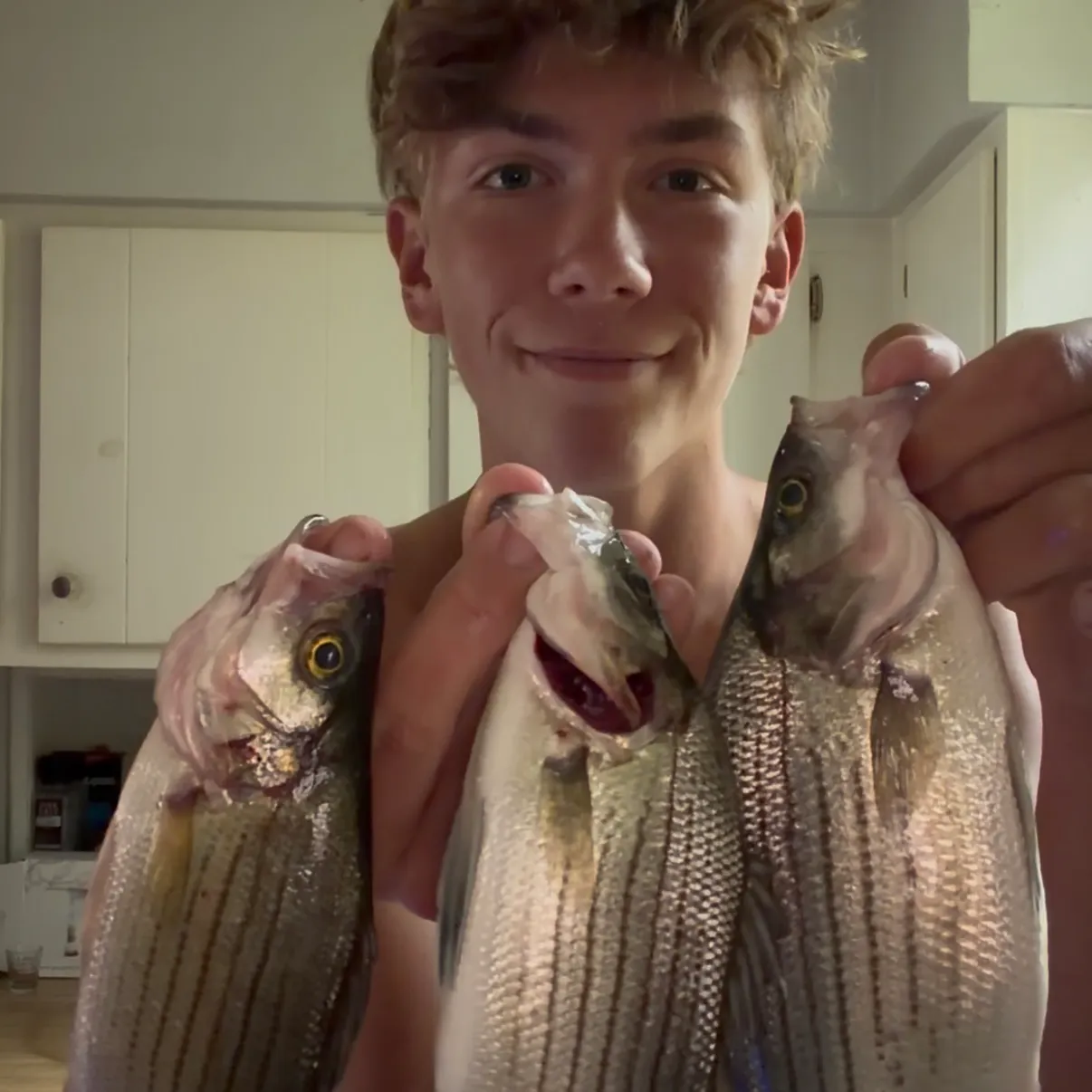 White bass caught on Fishbrain