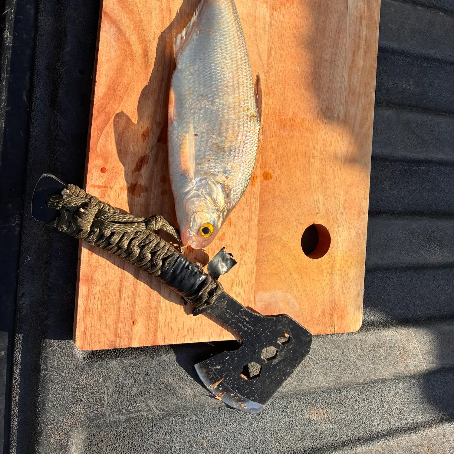 The most recent American gizzard shad catches on Fishbrain