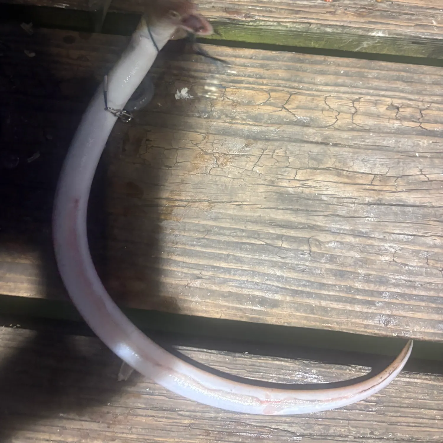 The most recent Shrimp eel catches on Fishbrain