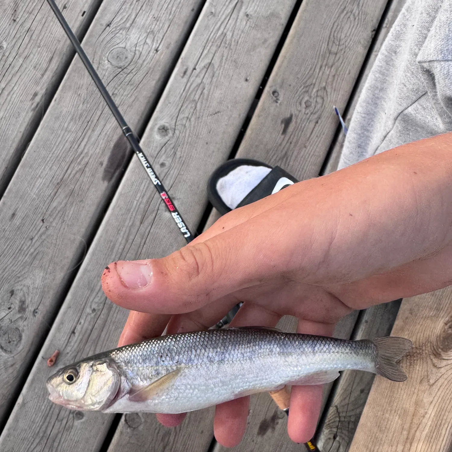 The most recent Lake chub catches on Fishbrain