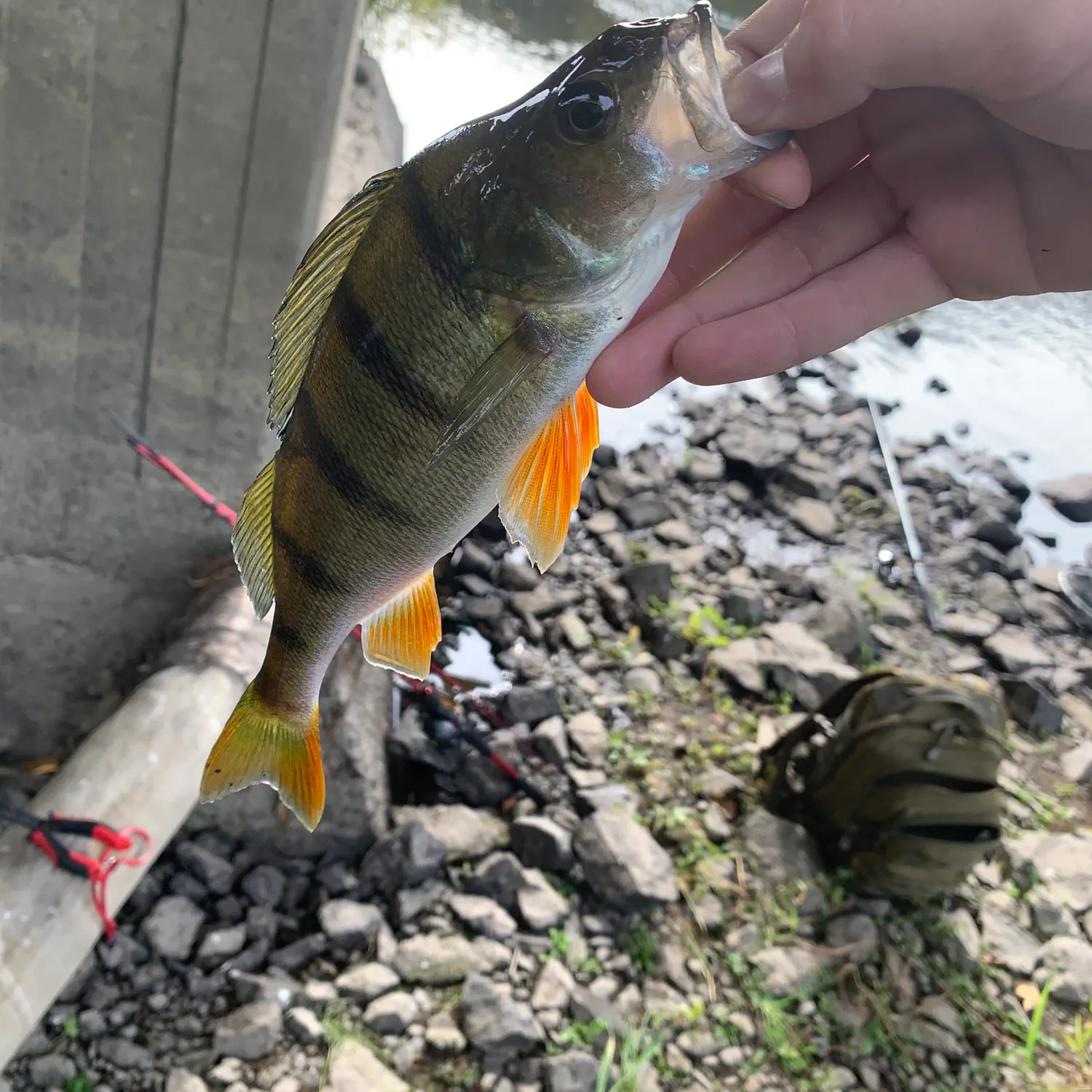 European perch caught on Fishbrain