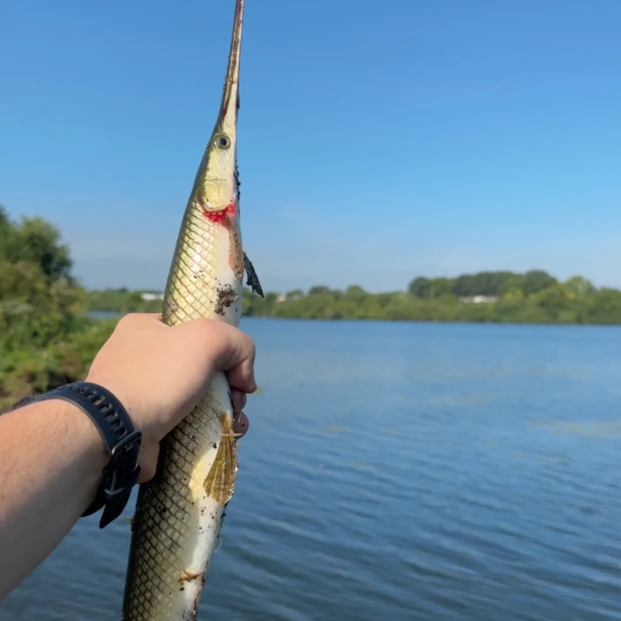 Longnose gar caught on Fishbrain