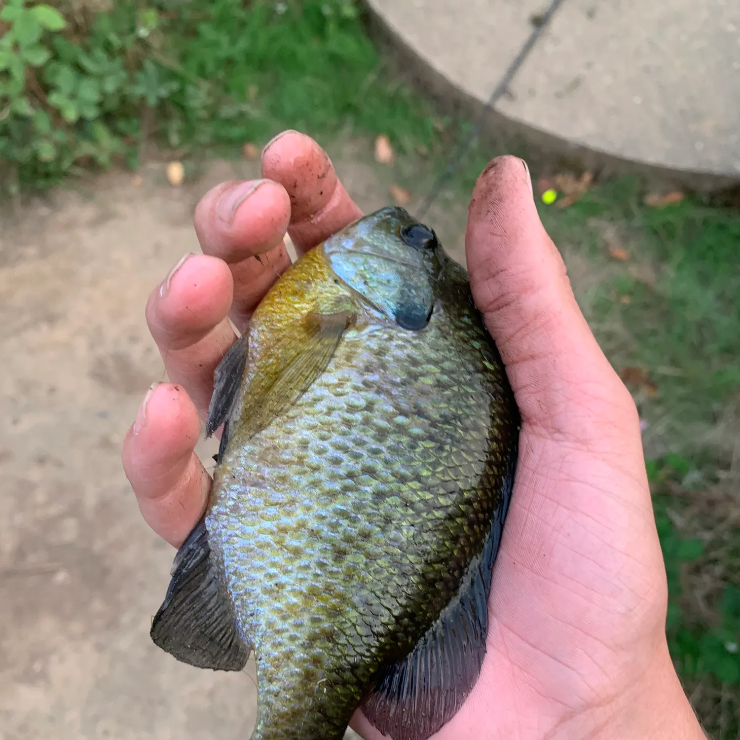 Bluegill caught on Fishbrain