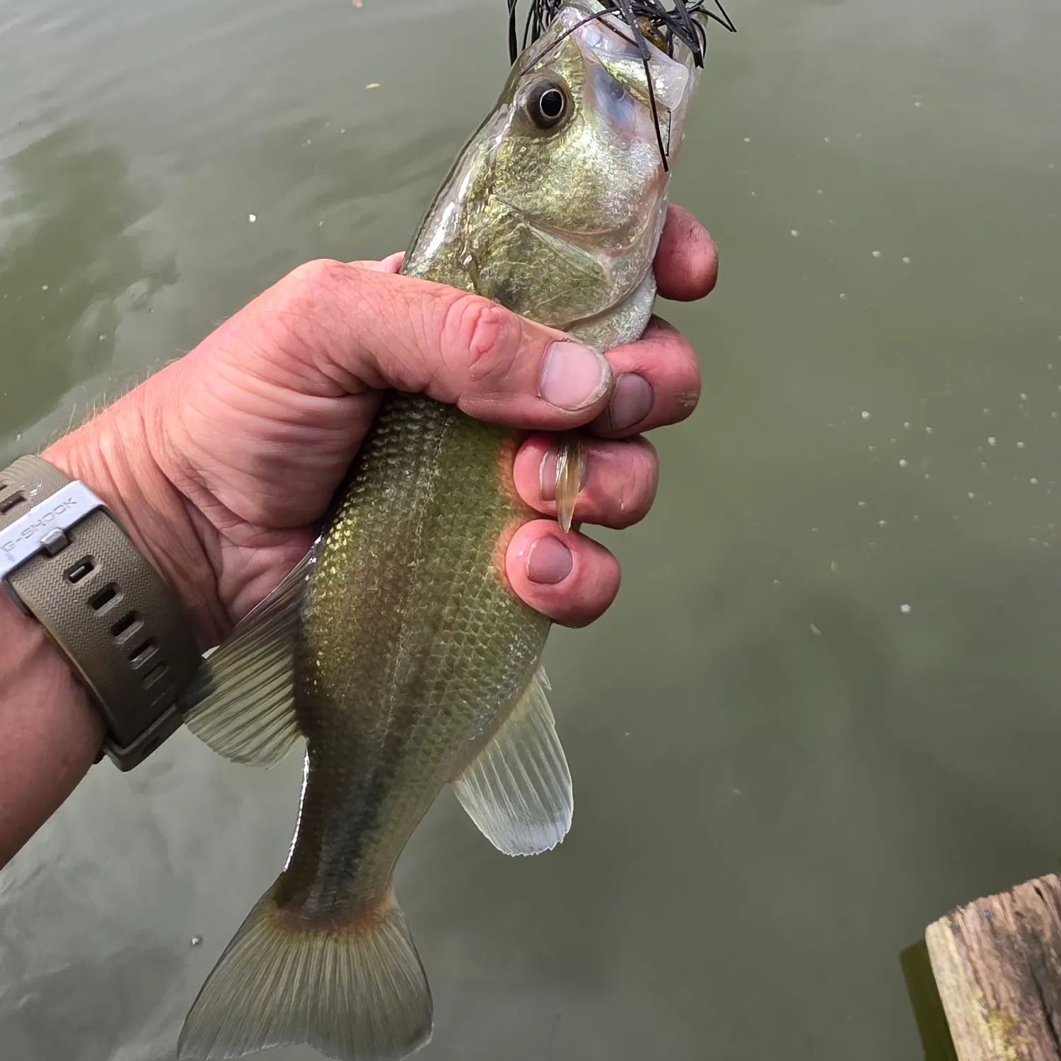 Smallmouth bass caught on Fishbrain