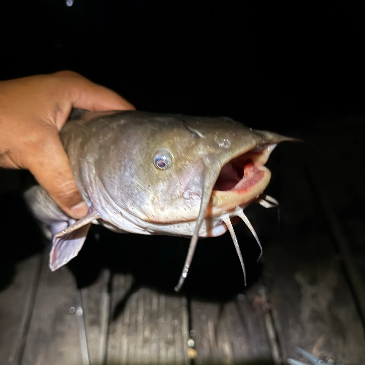 White bullhead caught on Fishbrain