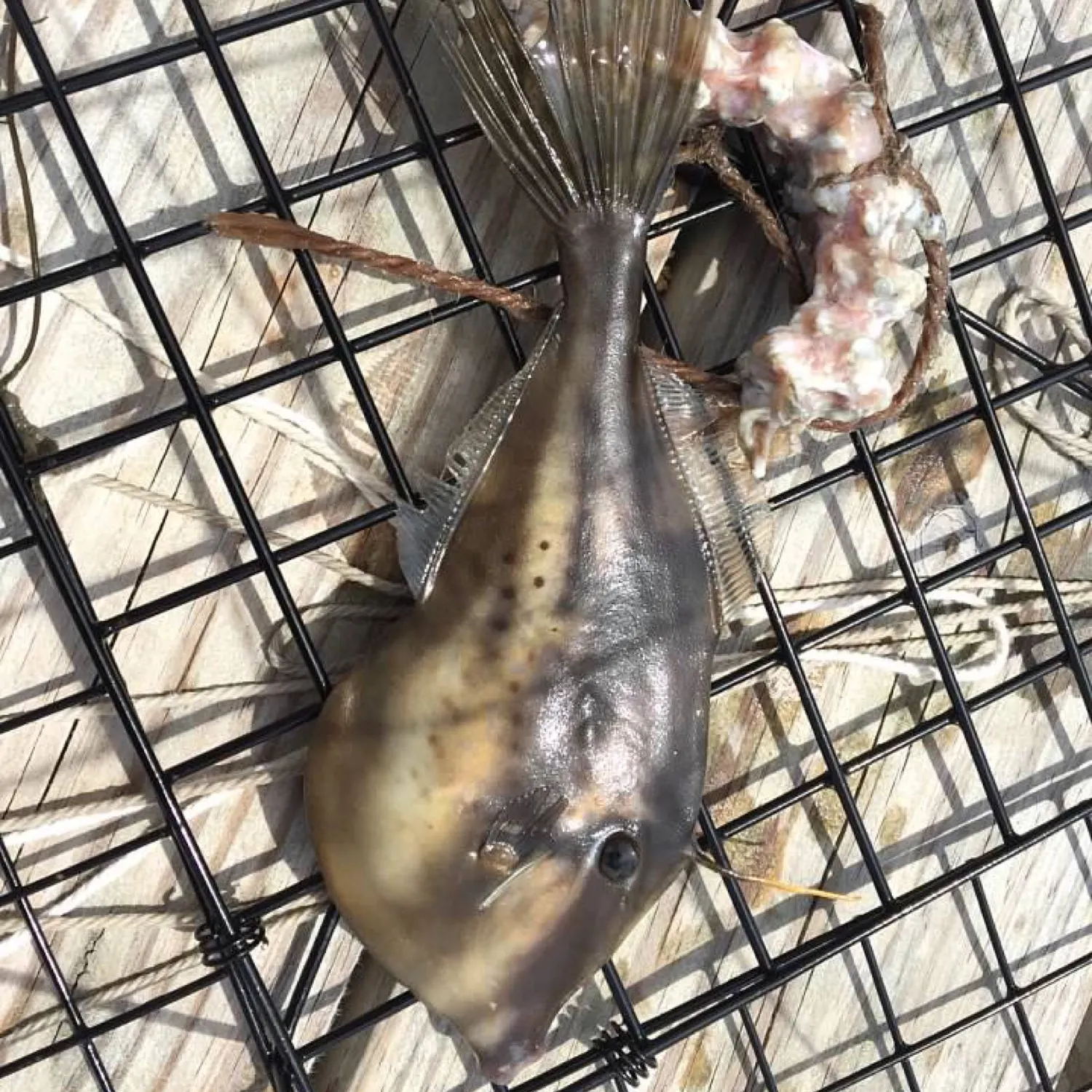 The most recent Honeycomb filefish catches on Fishbrain