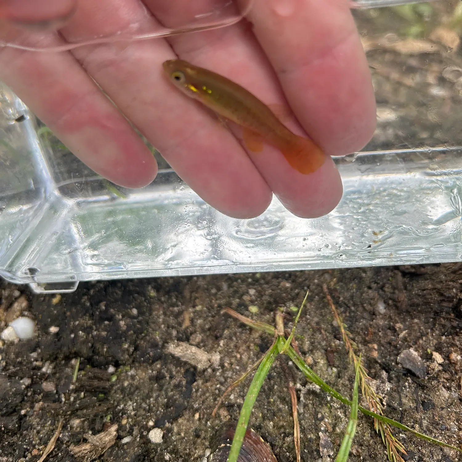 The most recent Golden topminnow catches on Fishbrain