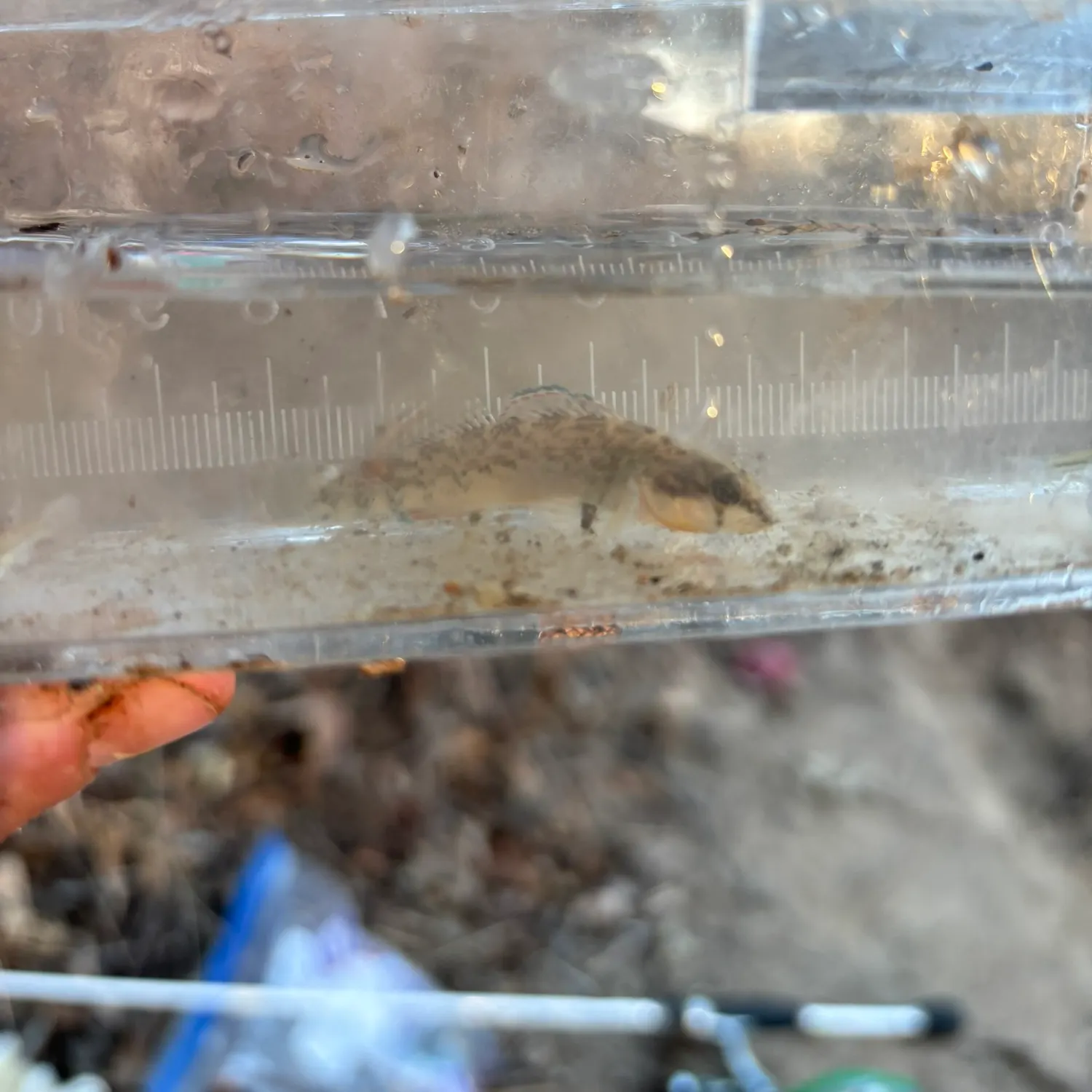 The most recent Orangethroat darter catches on Fishbrain