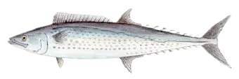 Japanese Spanish mackerel