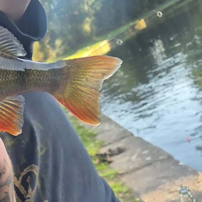 European perch caught on Fishbrain