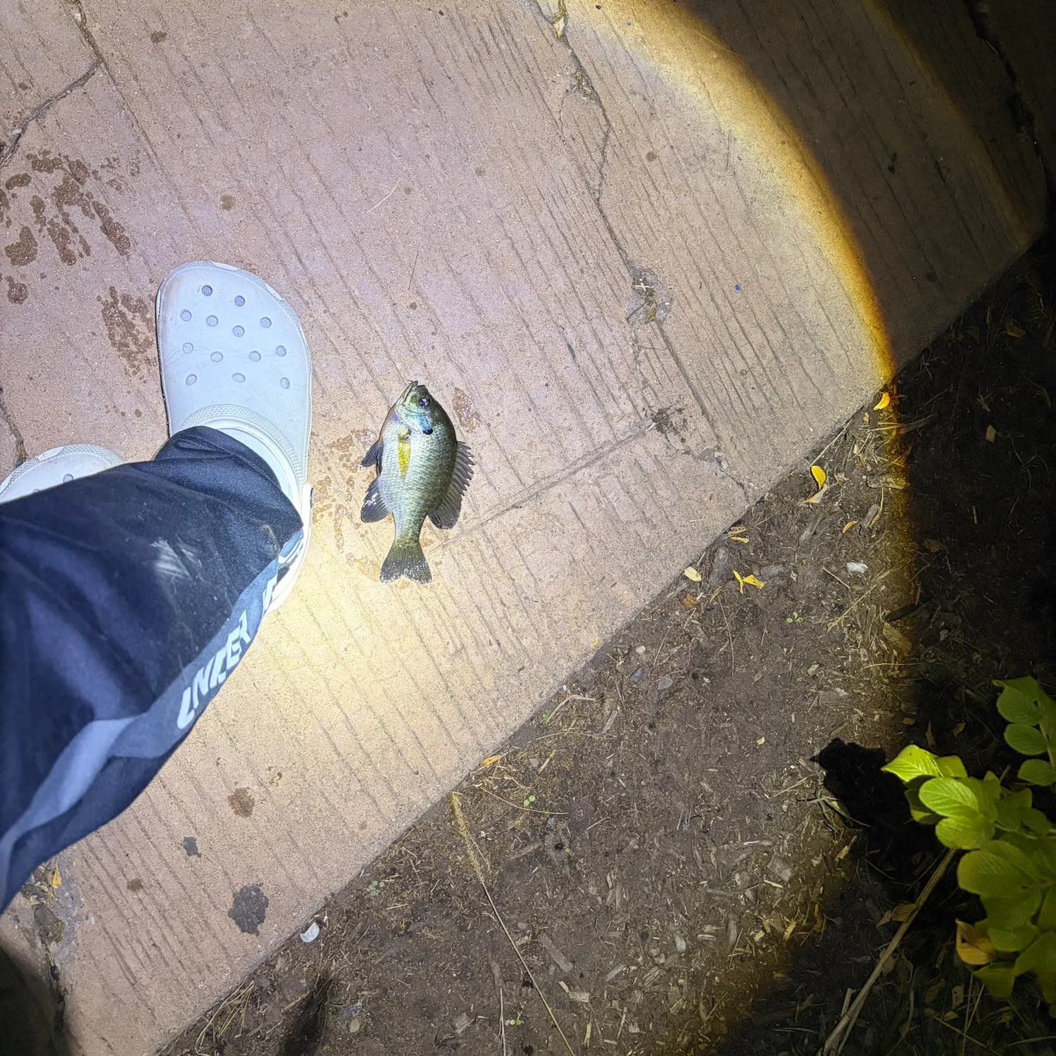 Bluegill caught on Fishbrain