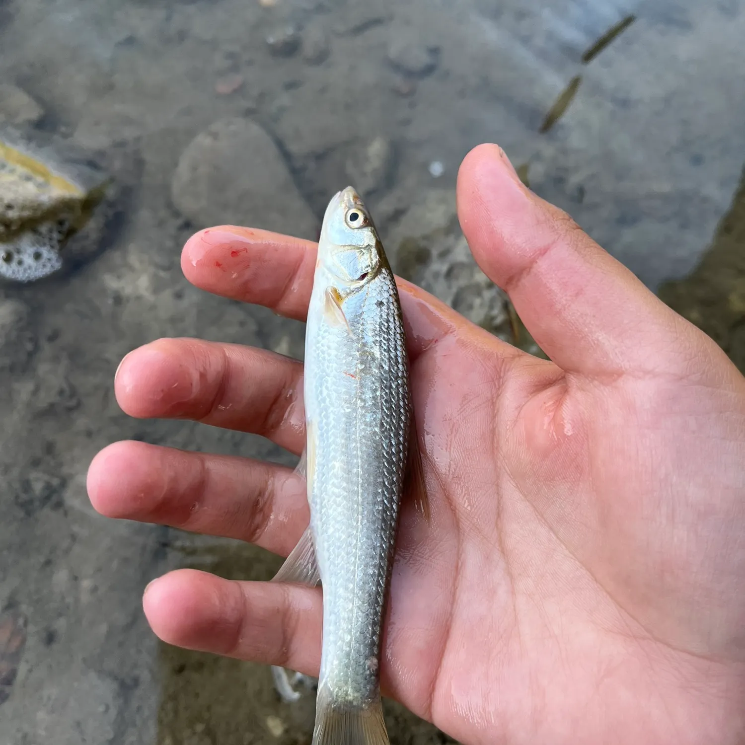 Creek chub caught on Fishbrain