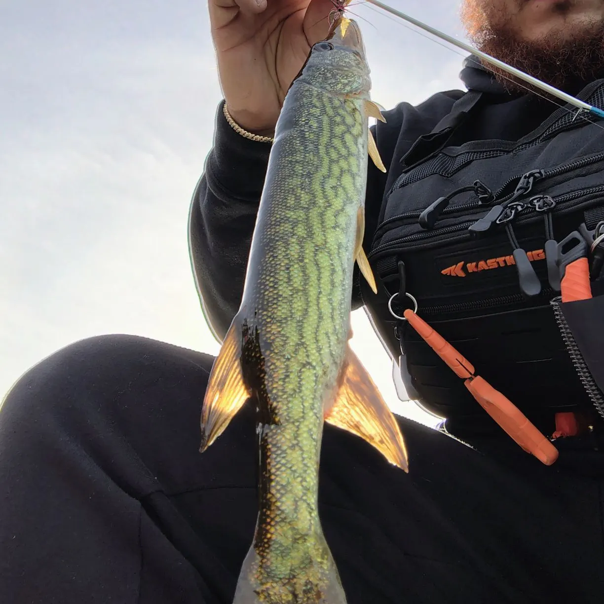 Chain pickerel caught on Fishbrain