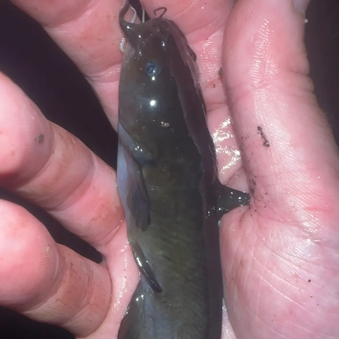 The most recent Black madtom catches on Fishbrain