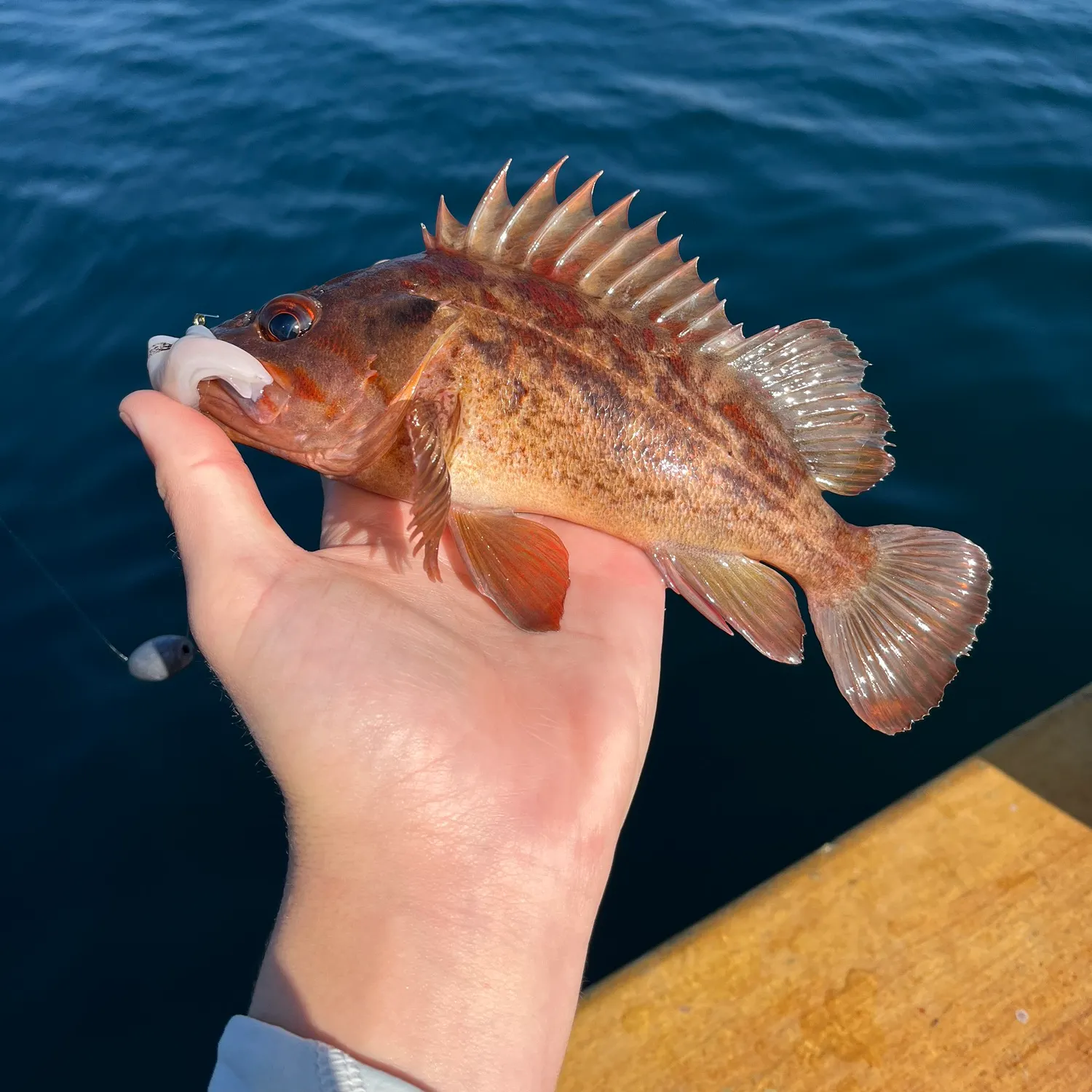 The most recent Brown rockfish catches on Fishbrain