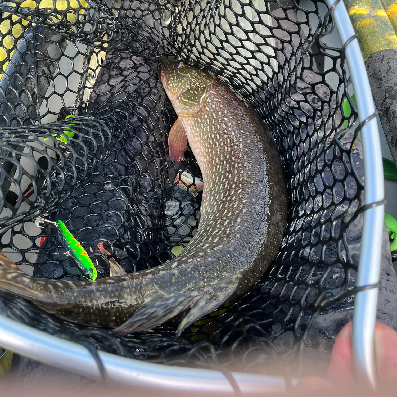 Northern pike caught on Fishbrain