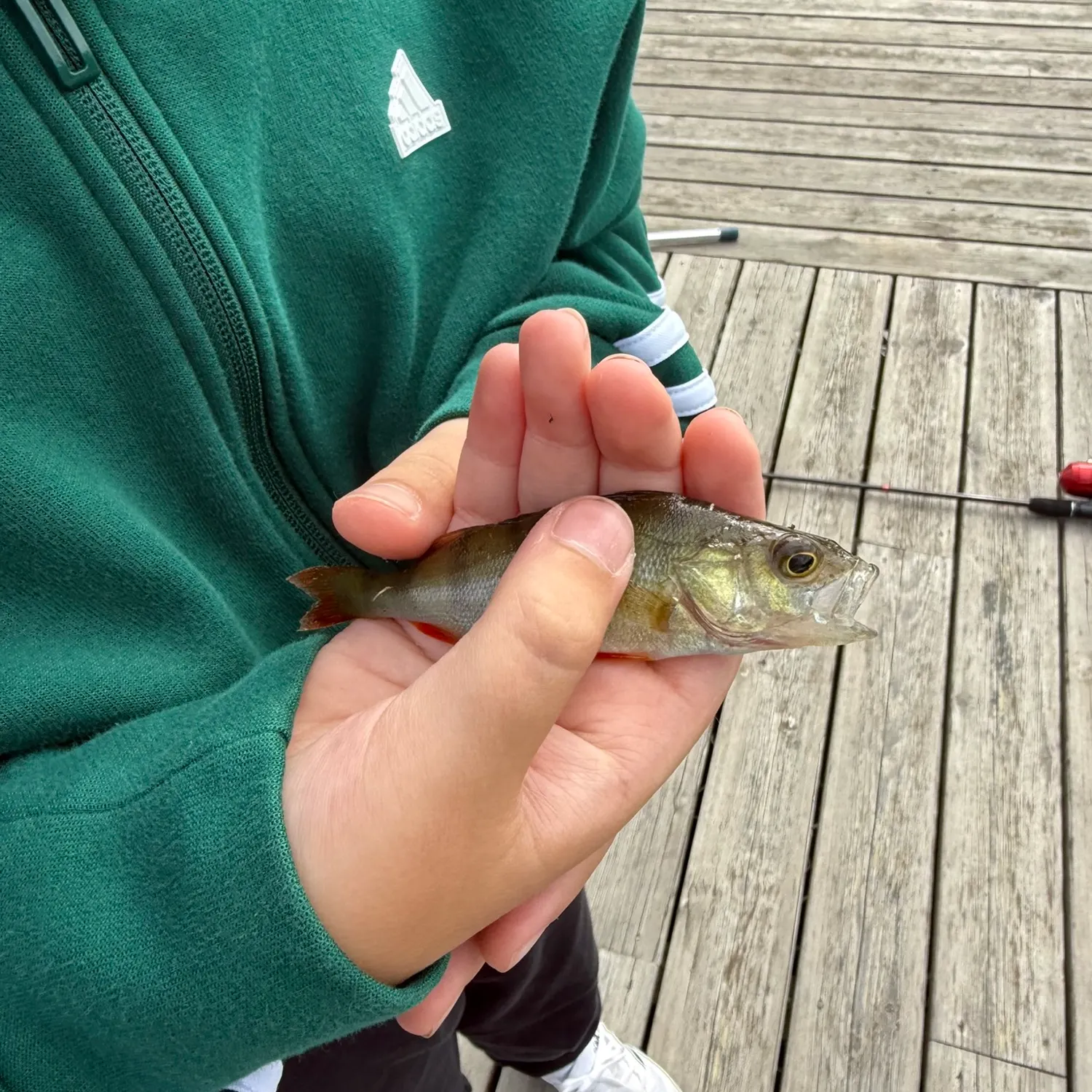 European perch caught on Fishbrain