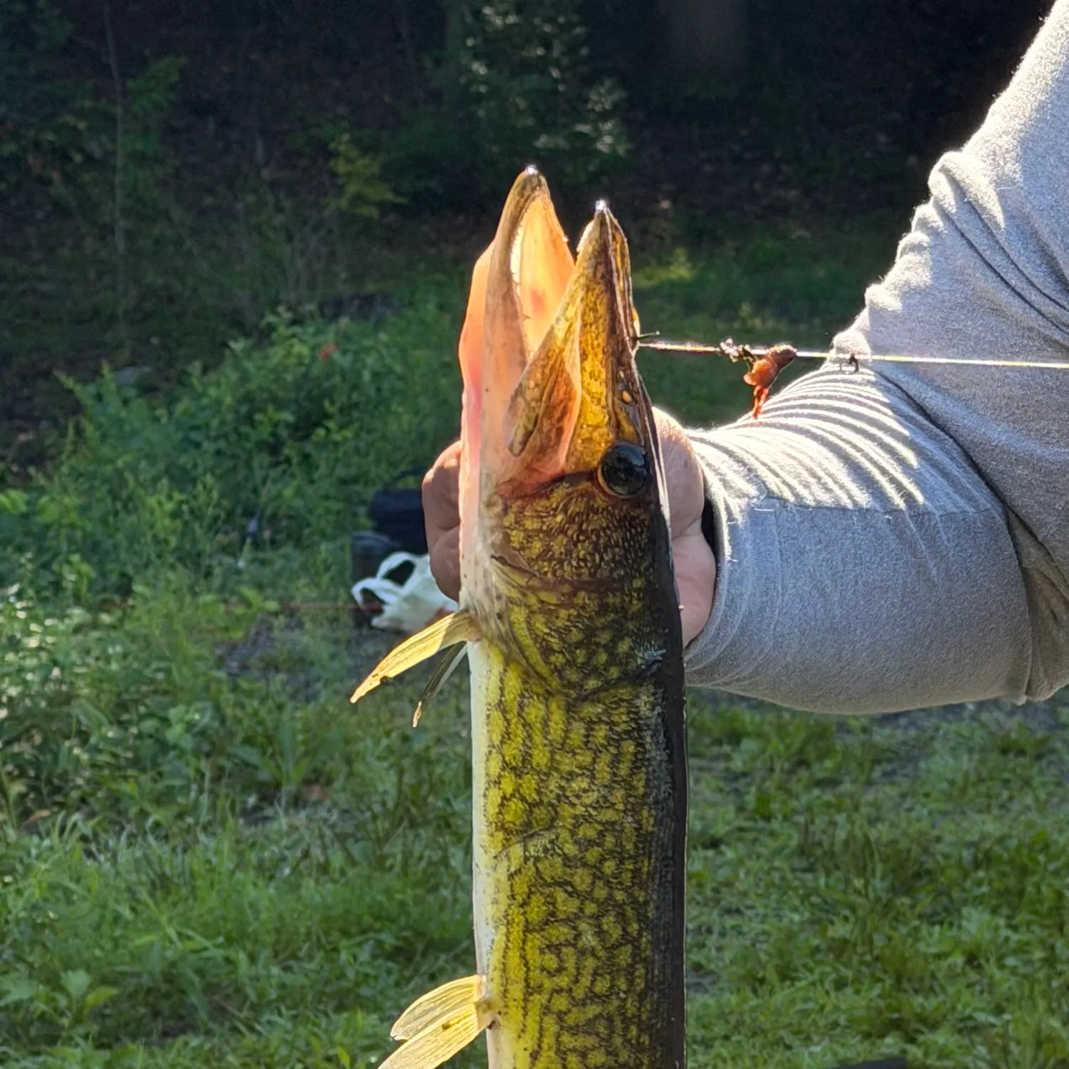 Chain pickerel caught on Fishbrain
