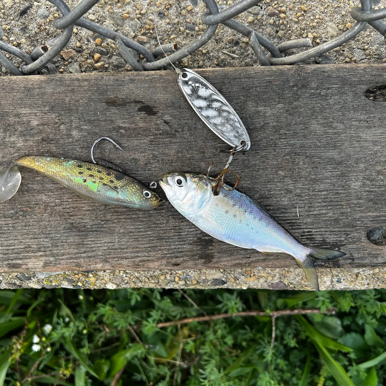 The most recent Atlantic menhaden catches on Fishbrain