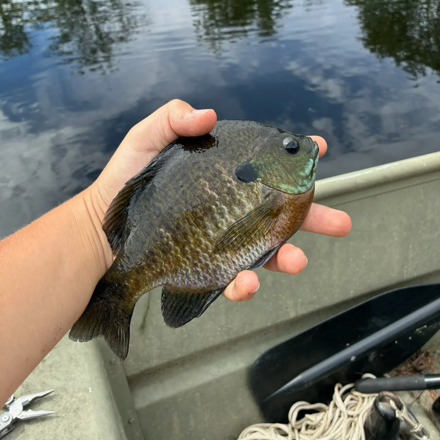 Bluegill caught on Fishbrain