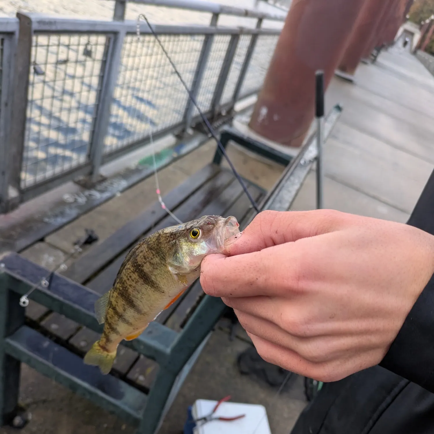 catch