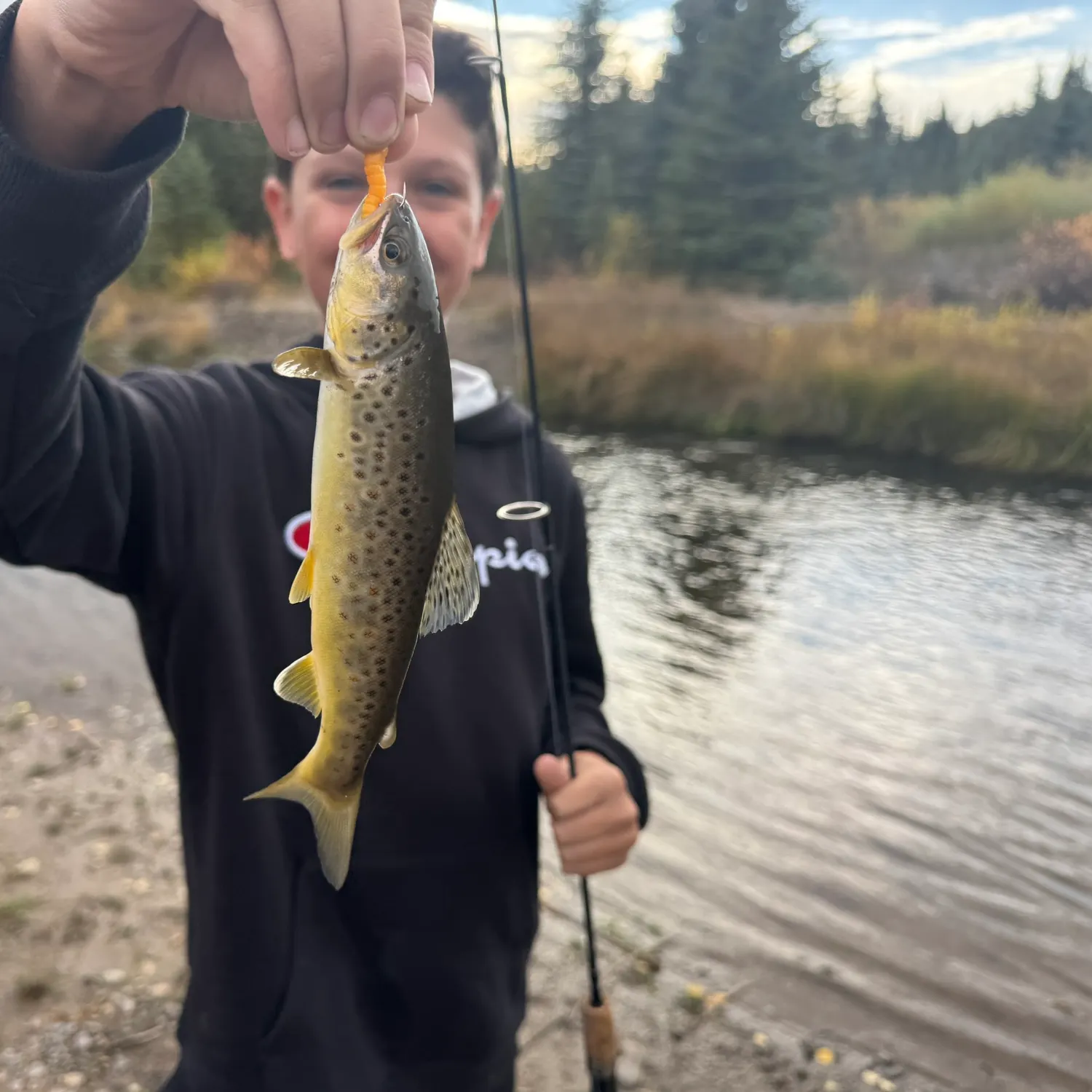 Brown trout caught on Fishbrain