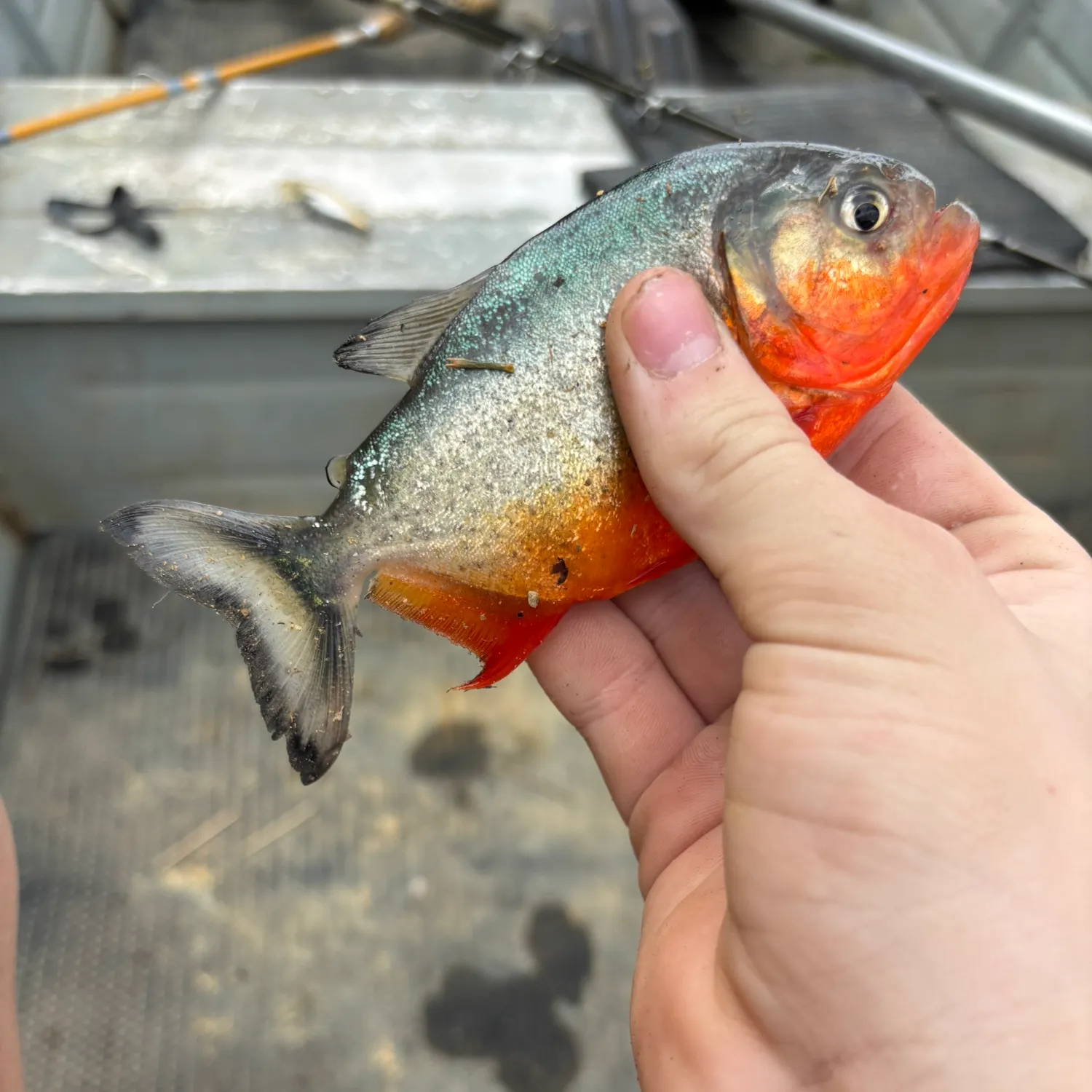 The most recent Red-bellied piranha catches on Fishbrain