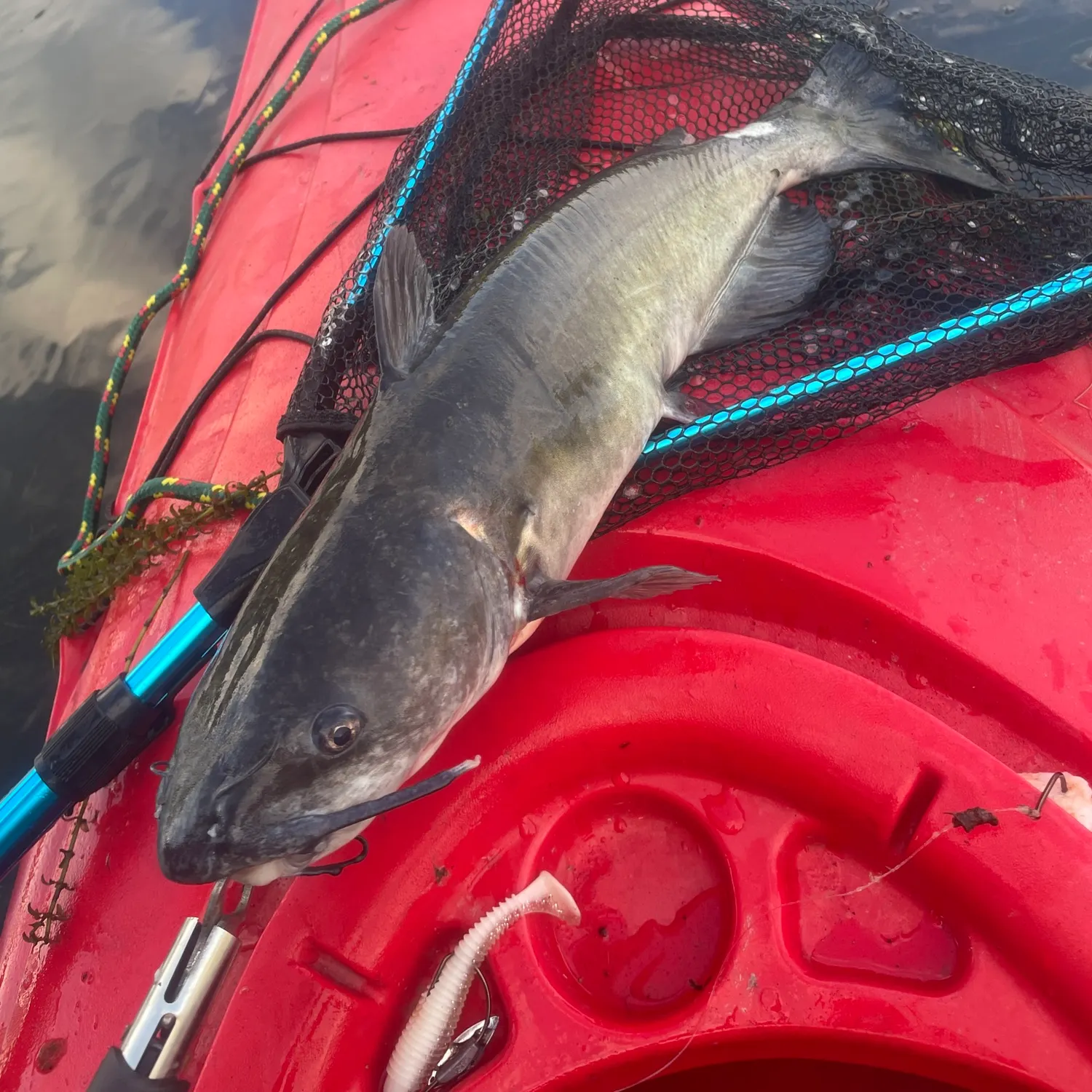Channel catfish caught on Fishbrain