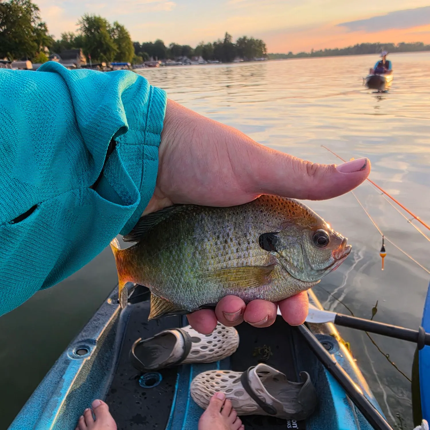 Bluegill caught on Fishbrain