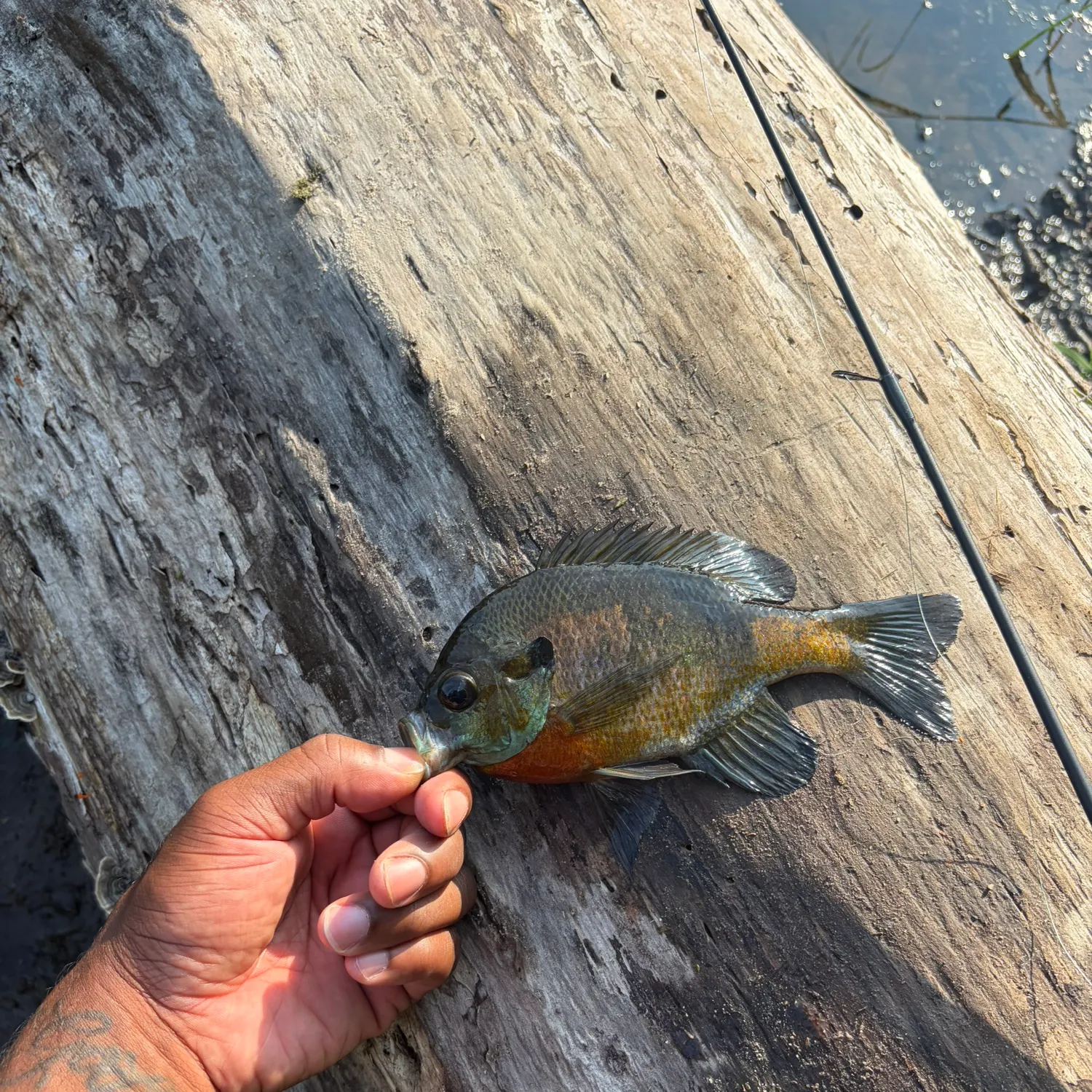 catch