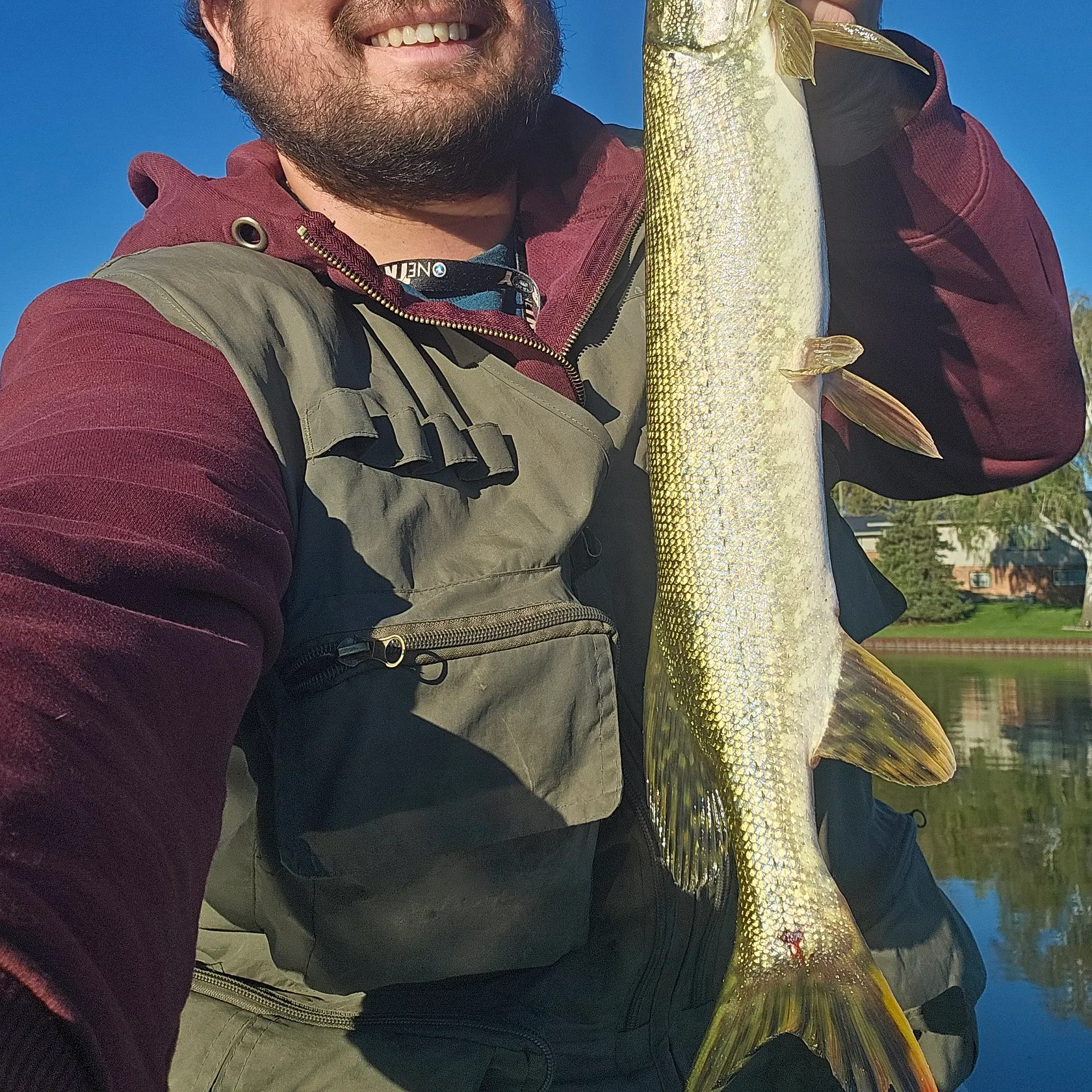 Northern pike caught on Fishbrain