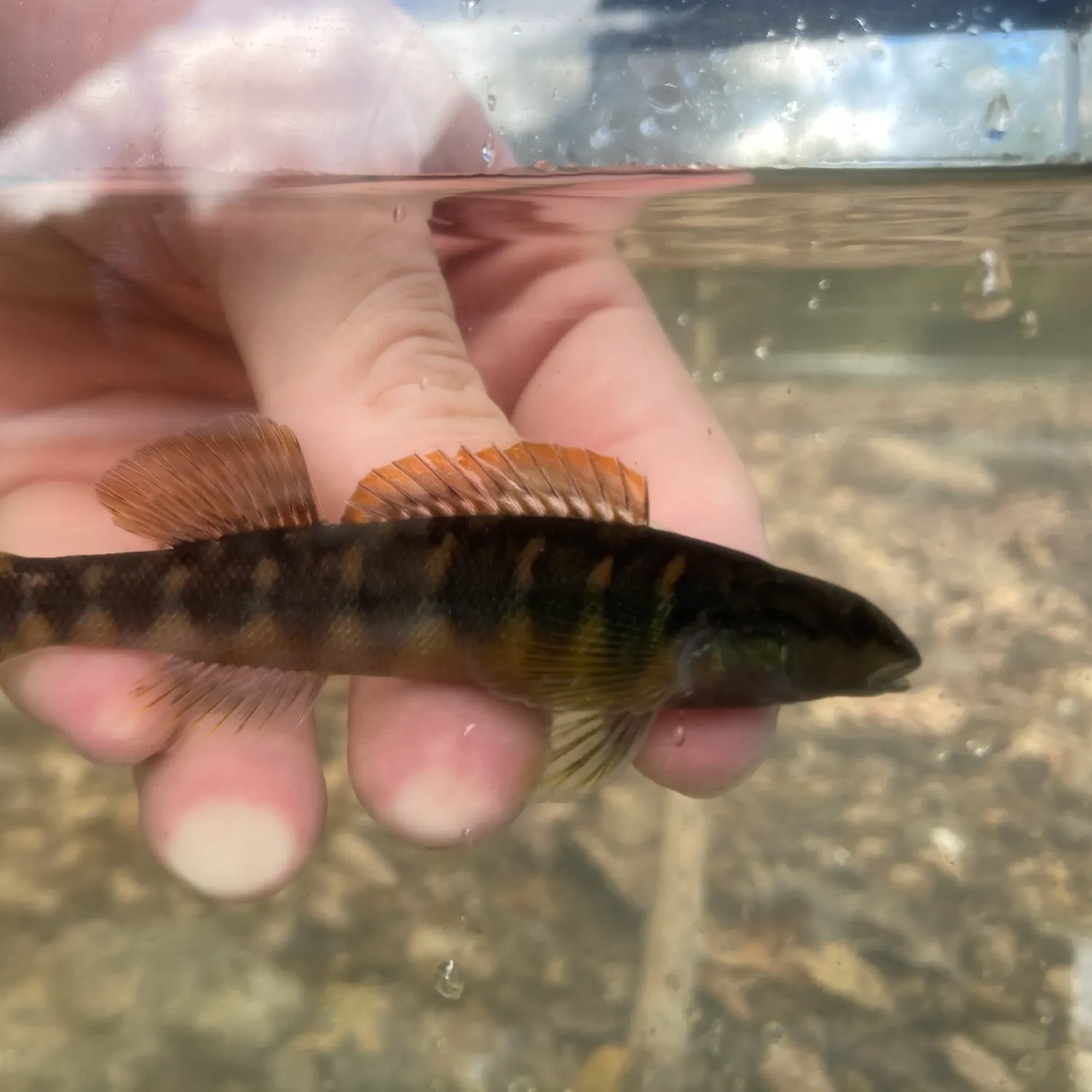 The most recent Bronze darter catches on Fishbrain