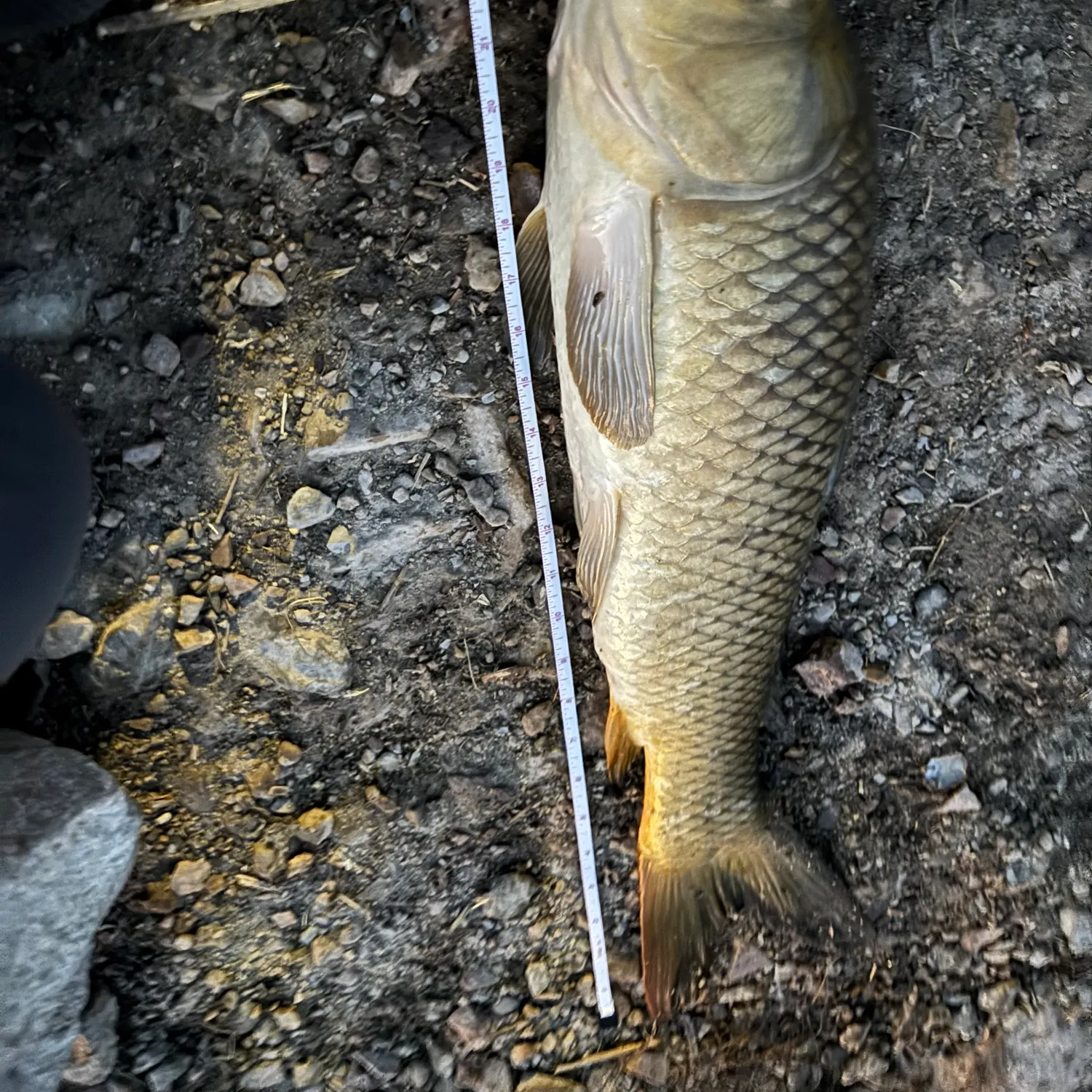 The most recent Common carp catches on Fishbrain