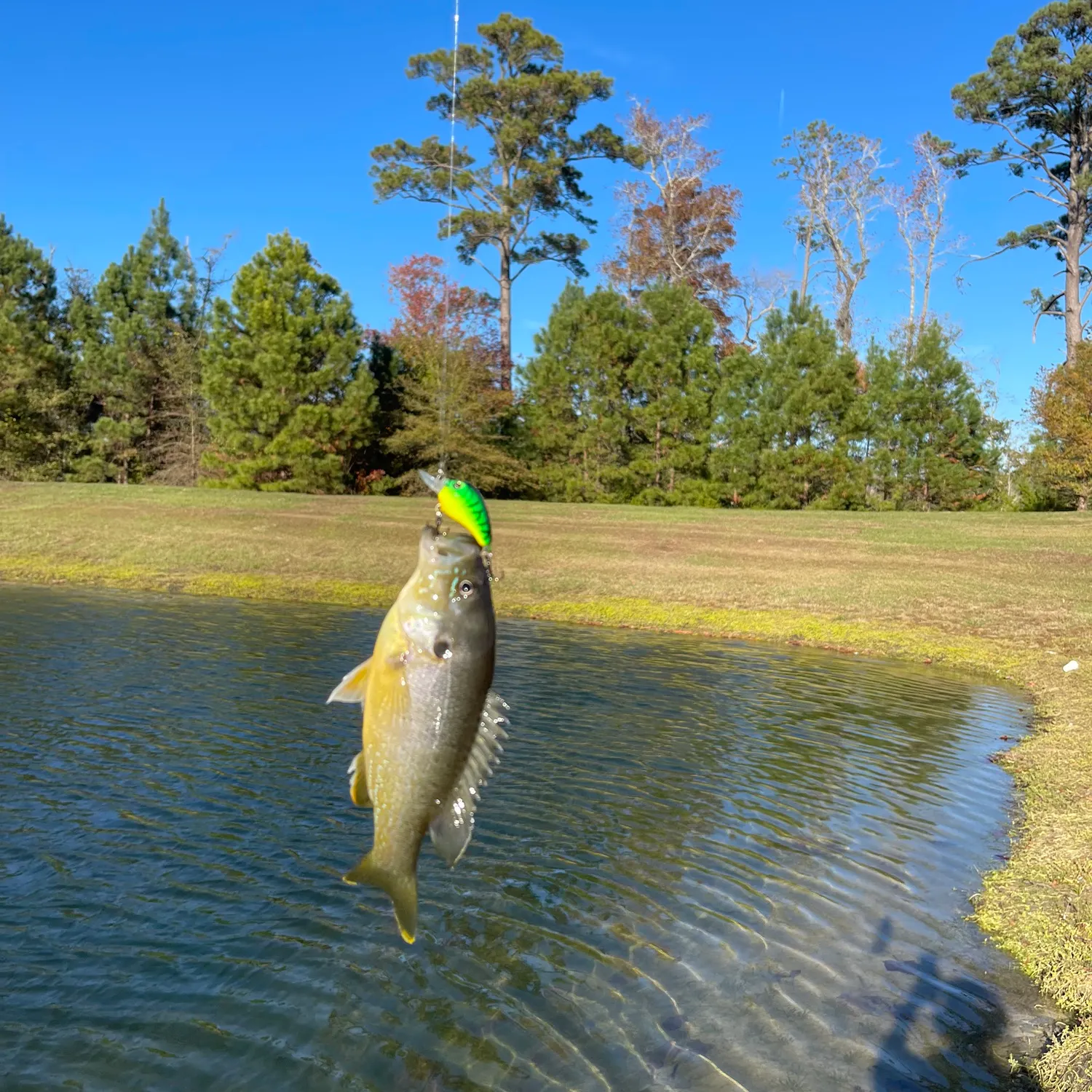 Green sunfish caught on Fishbrain