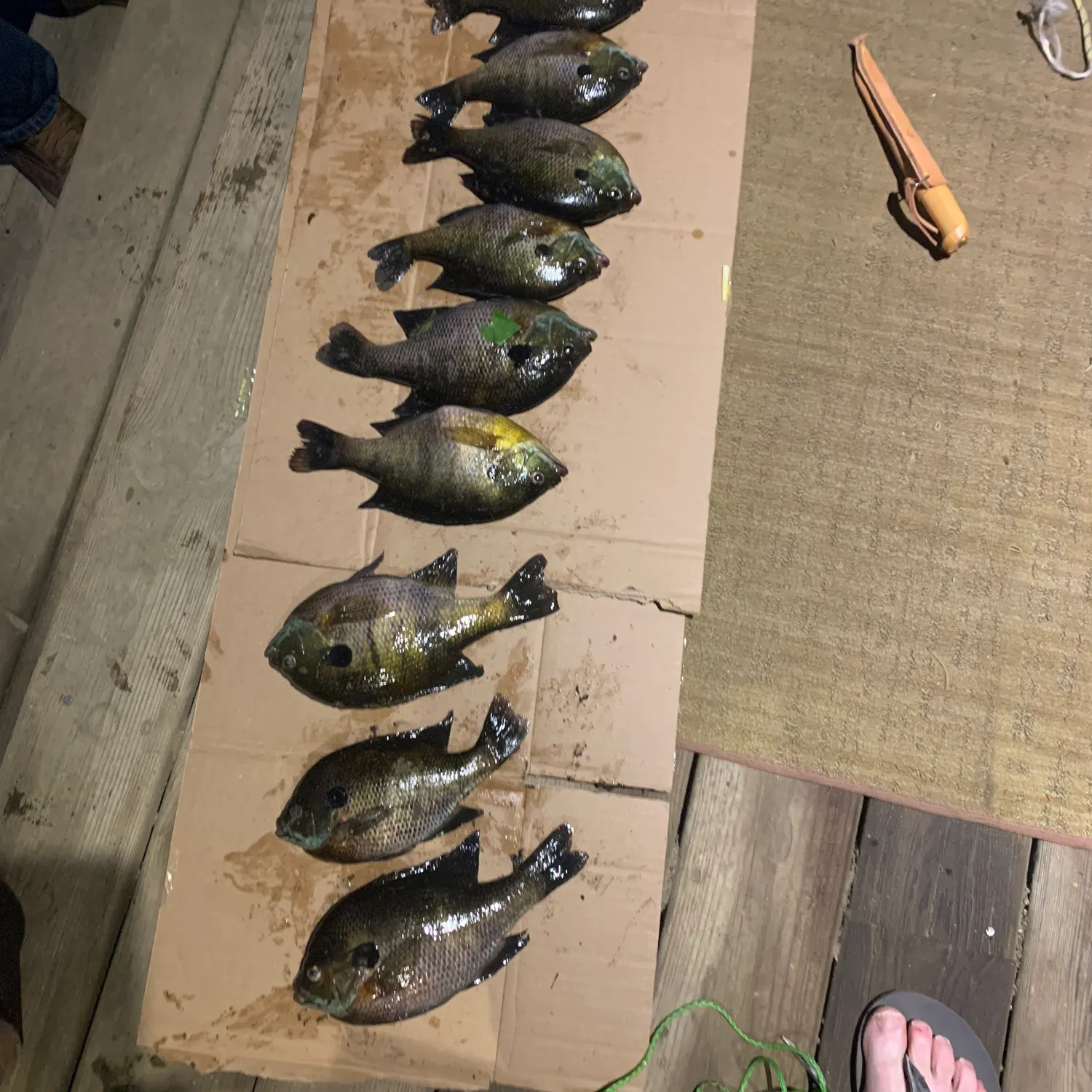 recently logged catches