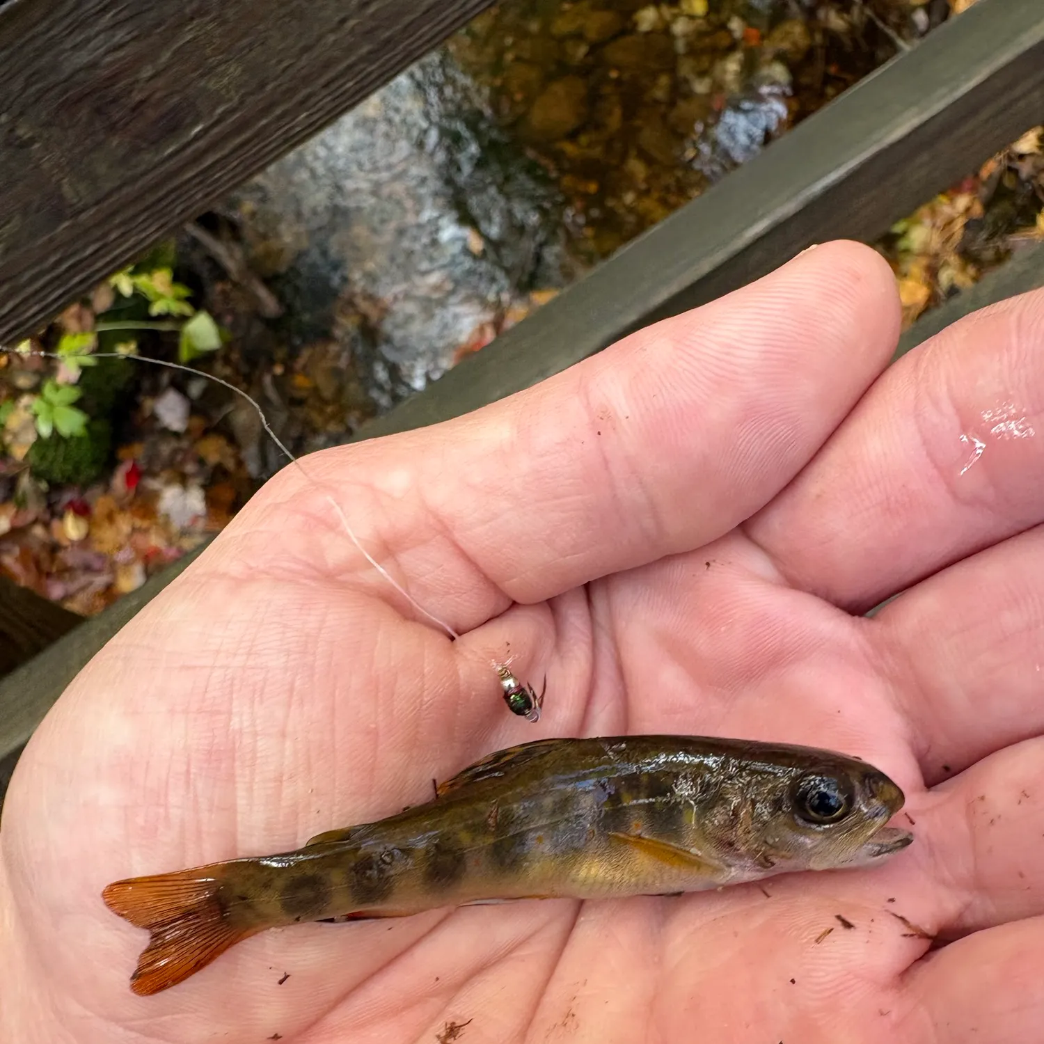 Brook trout caught on Fishbrain