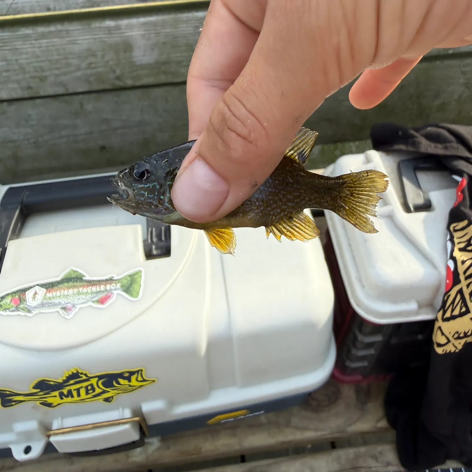 Green sunfish caught on Fishbrain