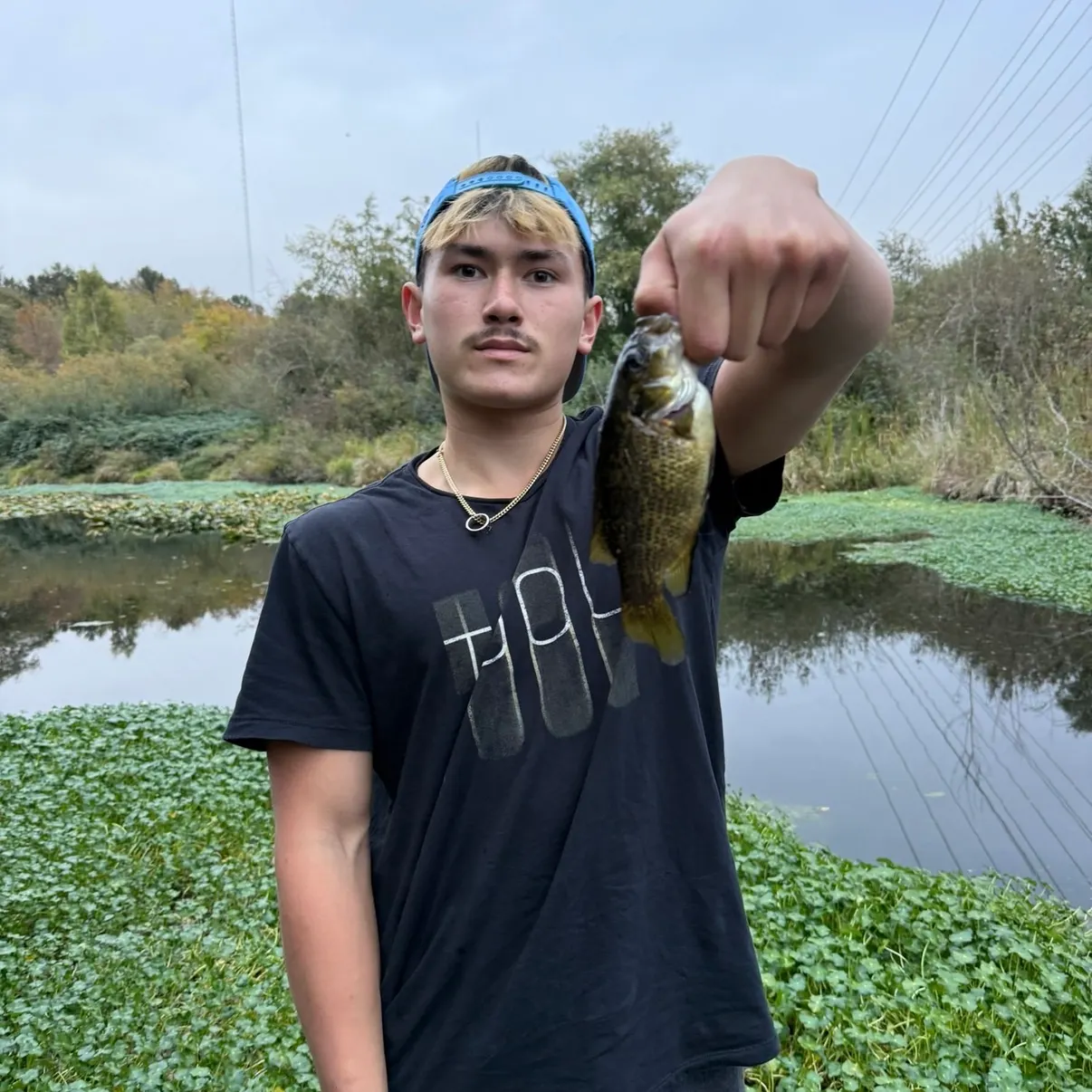 Rock bass caught on Fishbrain